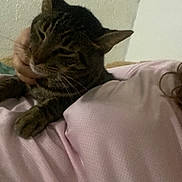 Yoshi participe au concours pour gagner de l'argent avec cette photo : cat, tabby_cat, pet, indoor, person, pink_shirt, relaxed, resting, cozy, feline, whiskers, fur, comfort, hand, wall, texture, paper, taped, closeup, domestic_animal