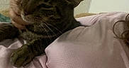 Yoshi participe au concours pour gagner de l'argent avec cette photo : cat, closeup, comfort, cozy, domestic_animal, feline, fur, hand, indoor, paper, person, pet, pink_shirt, relaxed, resting, tabby_cat, taped, texture, wall, whiskers