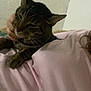 cat, tabby_cat, pet, indoor, person, pink_shirt, relaxed, resting, cozy, feline, whiskers, fur, comfort, hand, wall, texture, paper, taped, closeup, domestic_animal