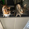 appliance, calico_cat, cat, cats, countertop, curious, domestic, ears, eyes, feline, furniture, household, indoor, kitchen, pets, stove, tabby_cat, tile_floor, two_animals, whiskers