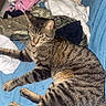 Yoshi a rejoint le concours — aidez-le/la à gagner de superbes lots ! animal, blanket, blue_blanket, cat, clothes, cozy, ears, feline, fur, home, indoor, lounging, pet, relaxed, resting, sleepy, striped_fur, tabby_cat, tail, whiskers