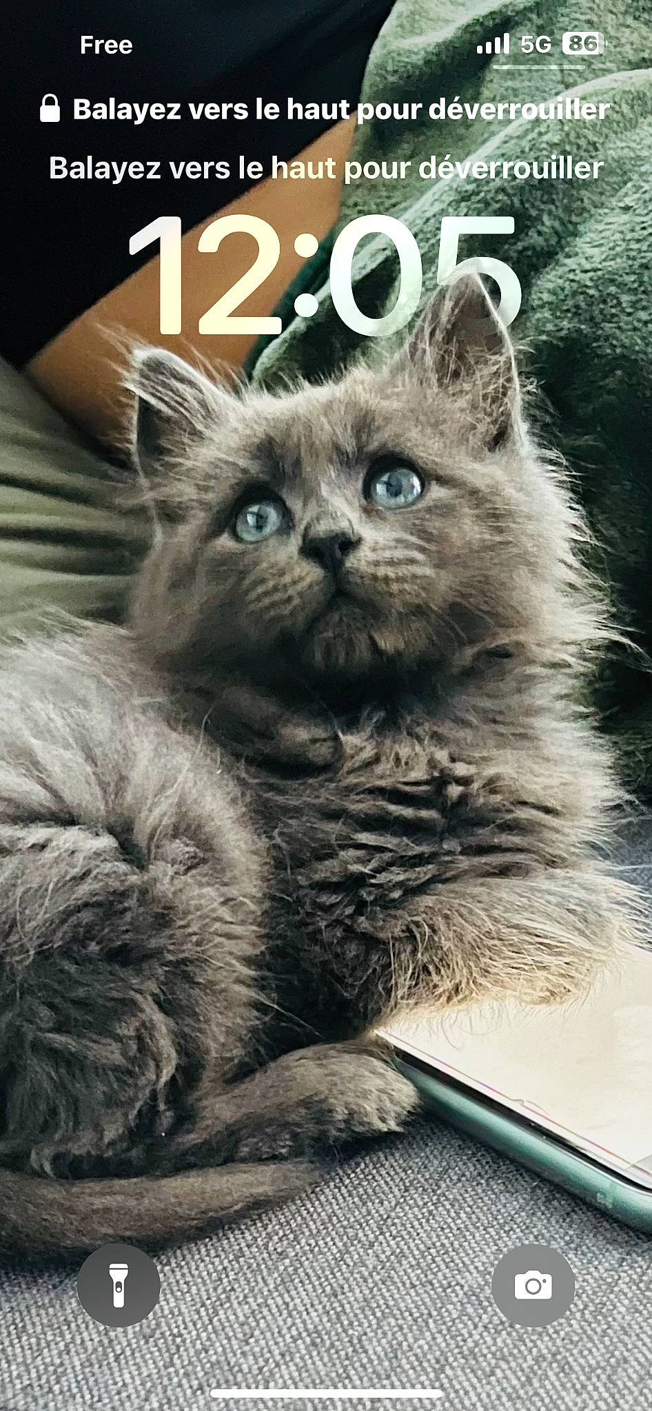 Oïa a rejoint le concours — aidez-le/la à gagner de superbes lots ! box, carnivore, cat, cat_supply, claw, fawn, felidae, font, fur, office_supplies, paw, photo_caption, plant, small_to_medium_sized_cats, snout, terrestrial_animal, whiskers