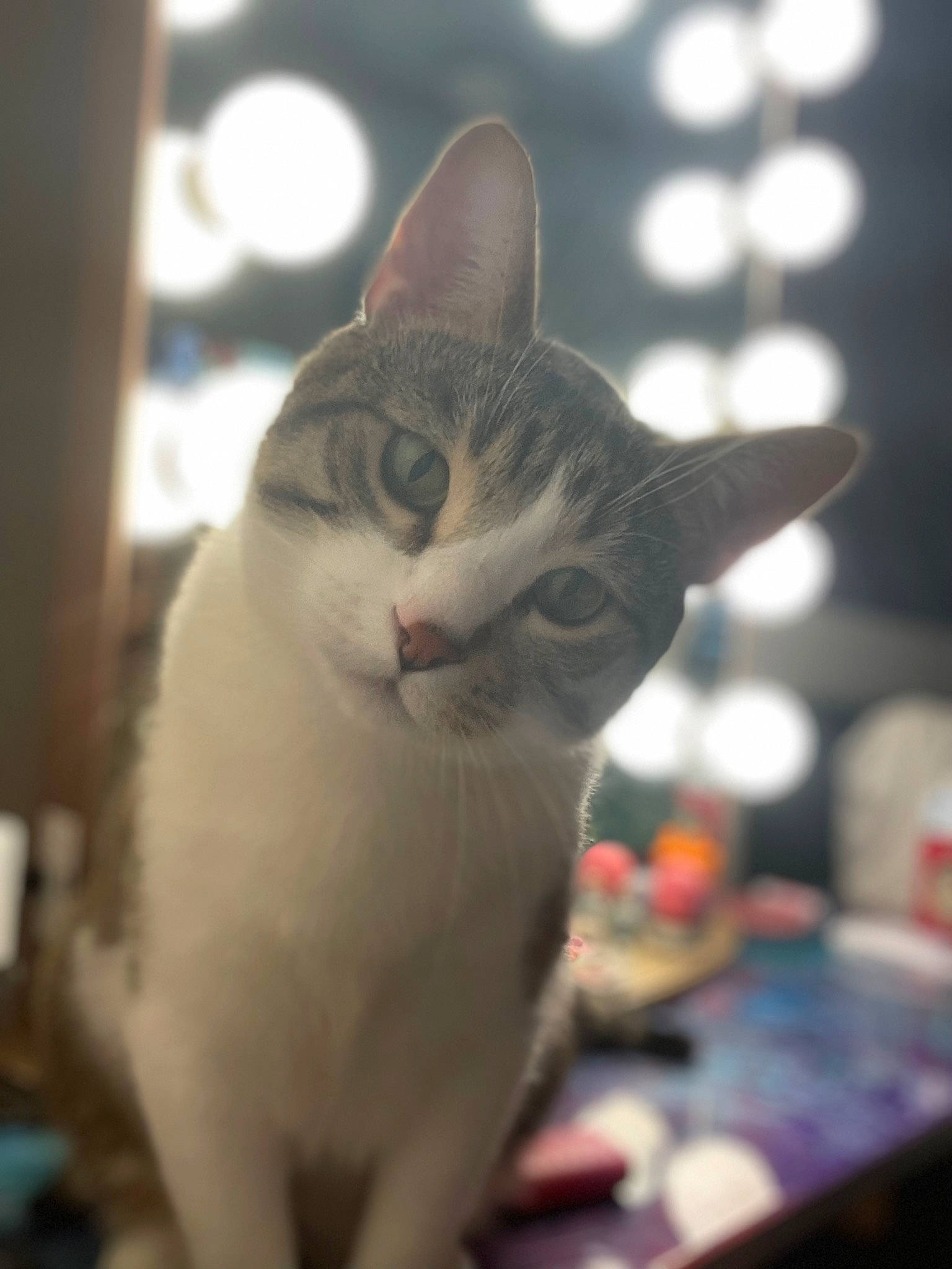 Snowflake joined the competition — help win amazing prizes! carnivore, cat, cat_supply, curious, domestic_short_haired_cat, eye, felidae, fur, paw, pet_supply, small_to_medium_sized_cats, snout, whiskers