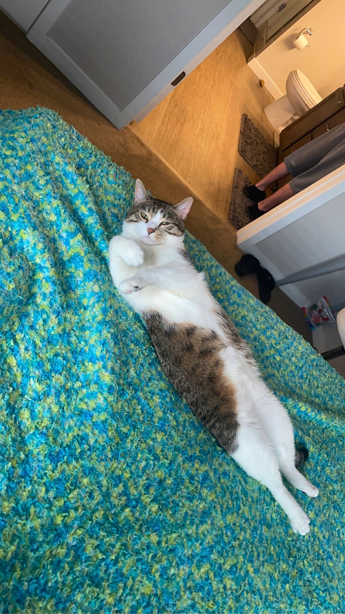 Snowflake joined the competition — help win amazing prizes! box, carnivore, cat, comfort, domestic_short_haired_cat, felidae, flooring, fur, hardwood, linens, paw, room, shipping_box, small_to_medium_sized_cats, tail, textile, whiskers, wood, woven_fabric