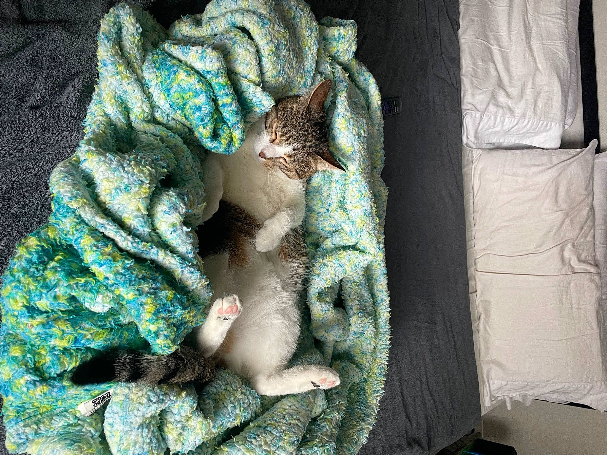 Snowflake is registered to the contest to win money with this photo: baby_products, bedding, blanket, claw, comfort, fawn, felidae, fur, knitting, linens, nap, pattern, sleep, small_to_medium_sized_cats, tail, textile, thread, whiskers, wool, woolen