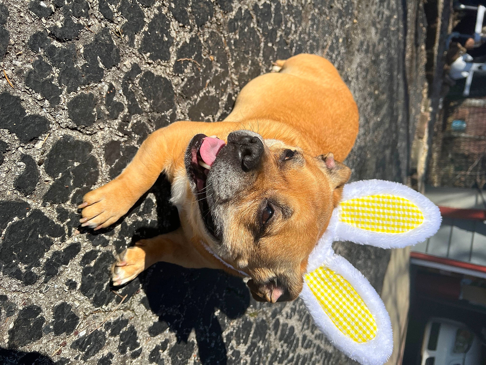 Hercules is registered to the contest to win money with this photo: carnivore, companion_dog, dog, dog_breed, dog_clothes, eyewear, fashion_accessory, fawn, fun, hat, leash, leisure, paw, personal_protective_equipment, recreation, snout, sporting_group, sunglasses, toy, toy_dog