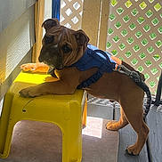 Otis joined the competition — help win amazing prizes! puppy, dog, brown_dog, blue_harness, yellow_stool, sunlight, porch, lattice_fence, outdoor, pet, playful, curious, leash, wood_floor, shadow, animal, young_dog, domestic_animal, pet_accessory, resting