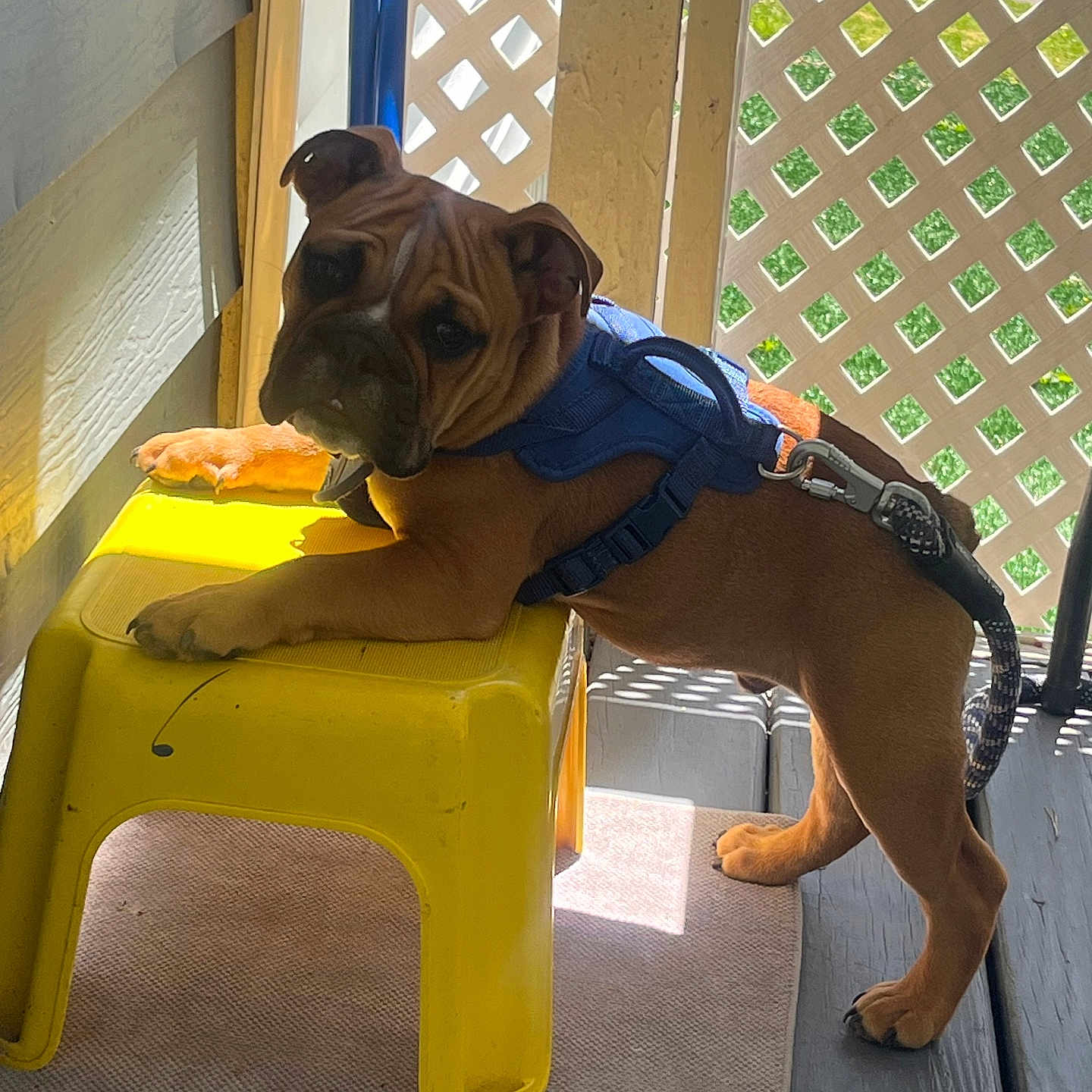 Otis joined the competition — help win amazing prizes! puppy, dog, brown_dog, blue_harness, yellow_stool, sunlight, porch, lattice_fence, outdoor, pet, playful, curious, leash, wood_floor, shadow, animal, young_dog, domestic_animal, pet_accessory, resting
