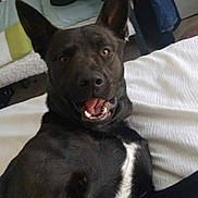 Anubis joined the competition — help win amazing prizes! dog, black_dog, pet, bed, white_bedspread, indoor, mouth_open, happy, animal, fur, ears, looking_at_camera, cushion, furniture, room, carpet, relaxed, lying_down, canine, closeup