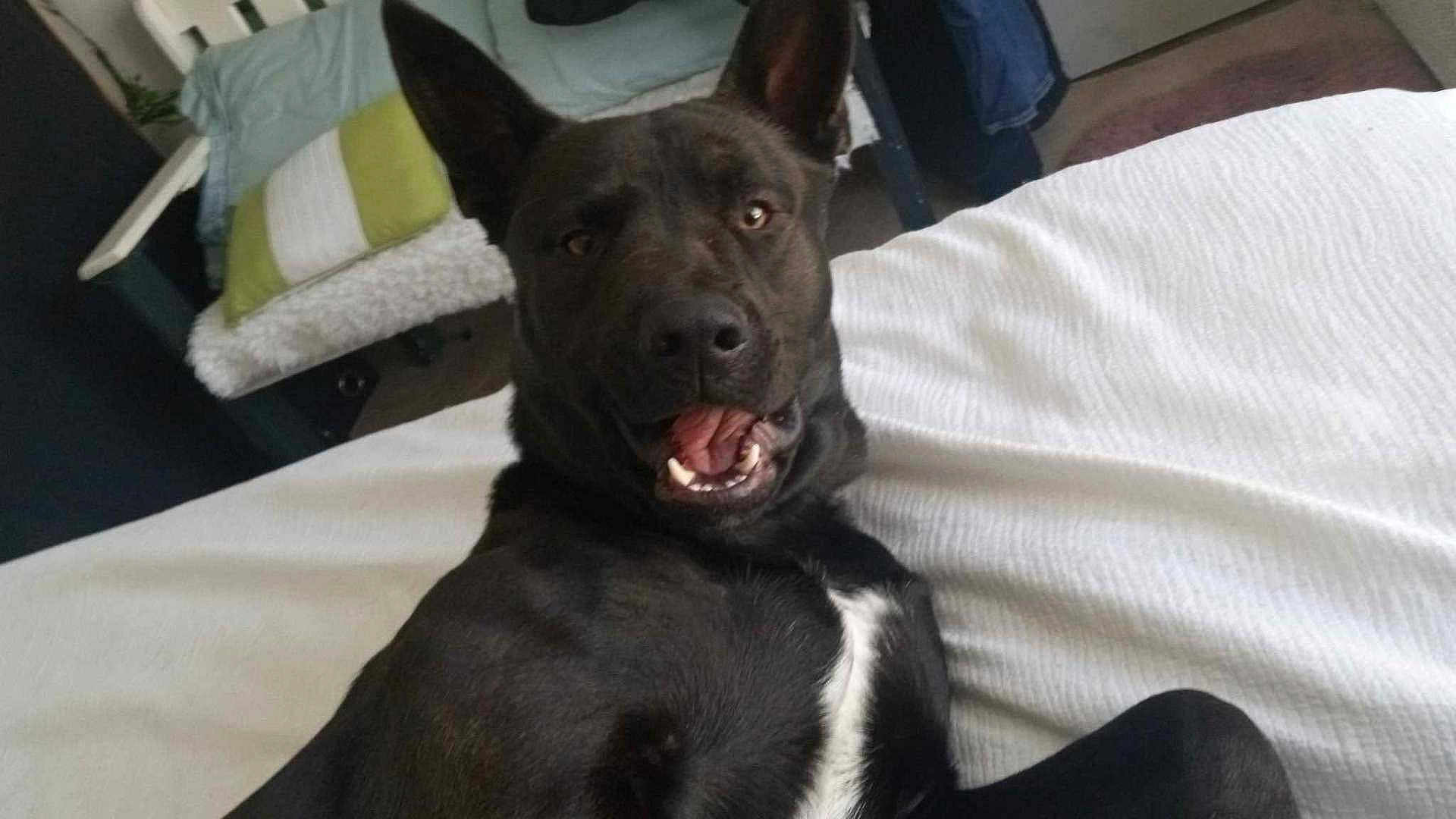 Anubis joined the competition — help win amazing prizes! dog, black_dog, pet, bed, white_bedspread, indoor, mouth_open, happy, animal, fur, ears, looking_at_camera, cushion, furniture, room, carpet, relaxed, lying_down, canine, closeup