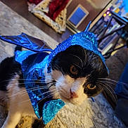 Oscar joined the competition — help win amazing prizes! cat, costume, blue, black_and_white, pet, indoor, carpet, whiskers, animal, curious, feline, closeup, face, eyes, sequin, decor, home, floor, cute, portrait