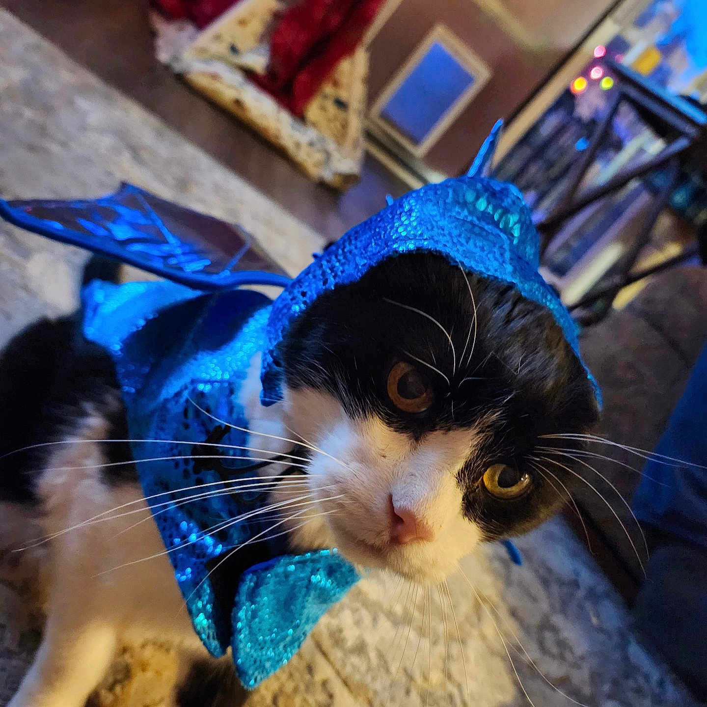 Oscar joined the competition — help win amazing prizes! animal, black_and_white, blue, carpet, cat, closeup, costume, curious, cute, decor, eyes, face, feline, floor, home, indoor, pet, portrait, sequin, whiskers