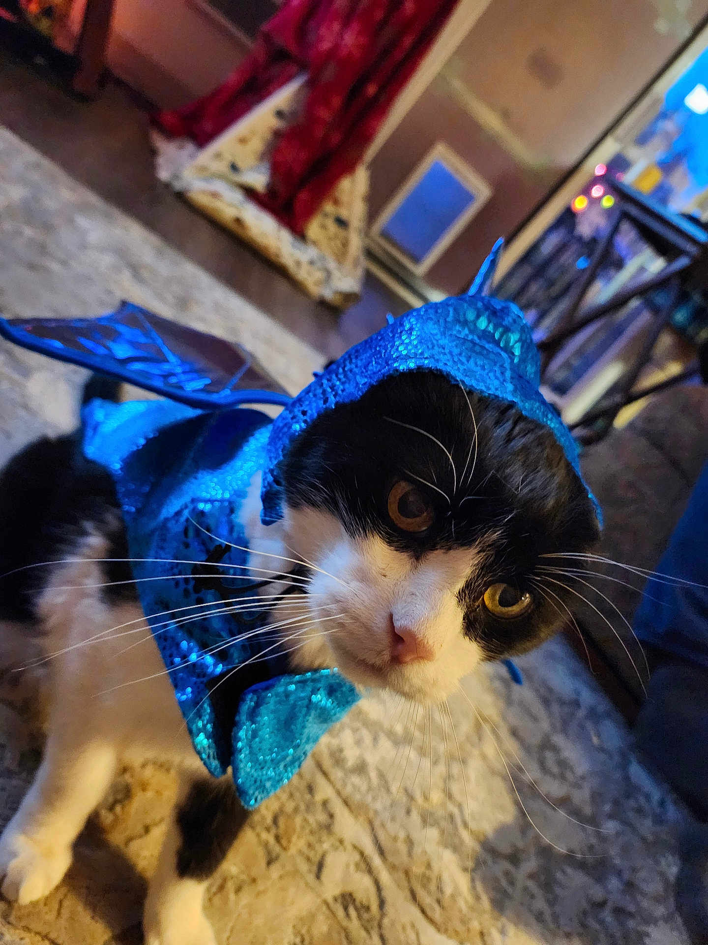 Oscar joined the competition — help win amazing prizes! cat, costume, blue, black_and_white, pet, indoor, carpet, whiskers, animal, curious, feline, closeup, face, eyes, sequin, decor, home, floor, cute, portrait
