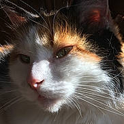 Cannelle a rejoint le concours — aidez-le/la à gagner de superbes lots ! cat, close_up, calico, whiskers, fur, sunlight, pet, animal, face, eye, nose, ear, portrait, domestic_cat, feline, relaxed, soft_light, indoor, cute, fluffy