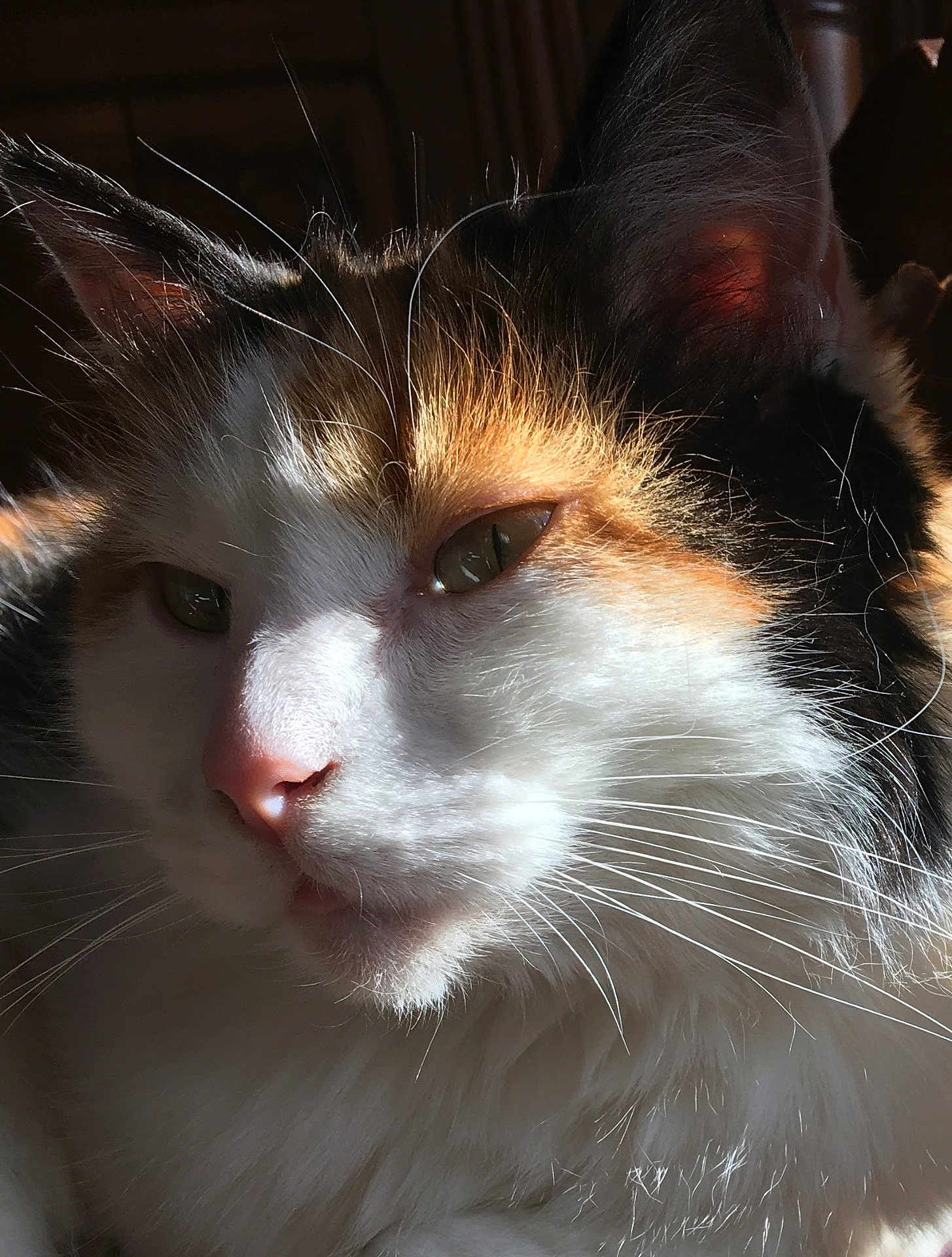 Cannelle a rejoint le concours — aidez-le/la à gagner de superbes lots ! cat, close_up, calico, whiskers, fur, sunlight, pet, animal, face, eye, nose, ear, portrait, domestic_cat, feline, relaxed, soft_light, indoor, cute, fluffy