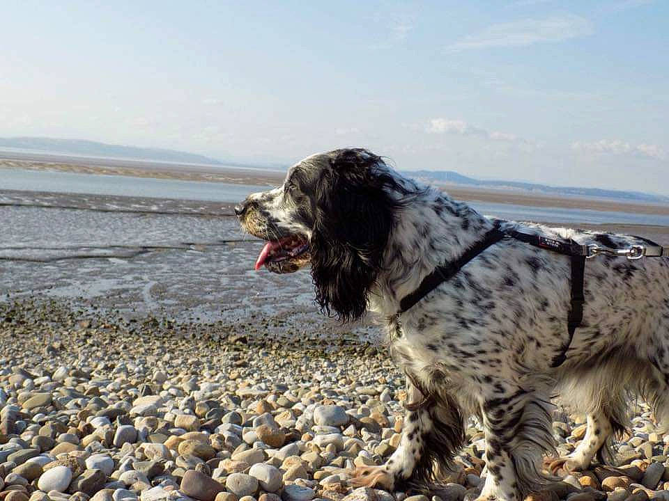 Buttons is registered to the contest to win money with this photo: beach, canidae, carnivore, cloud, coast, companion_dog, dog, dog_breed, fur, gun_dog, lake, landscape, ocean, pebble, sky, spaniel, sporting_group, water, wind_wave, working_dog