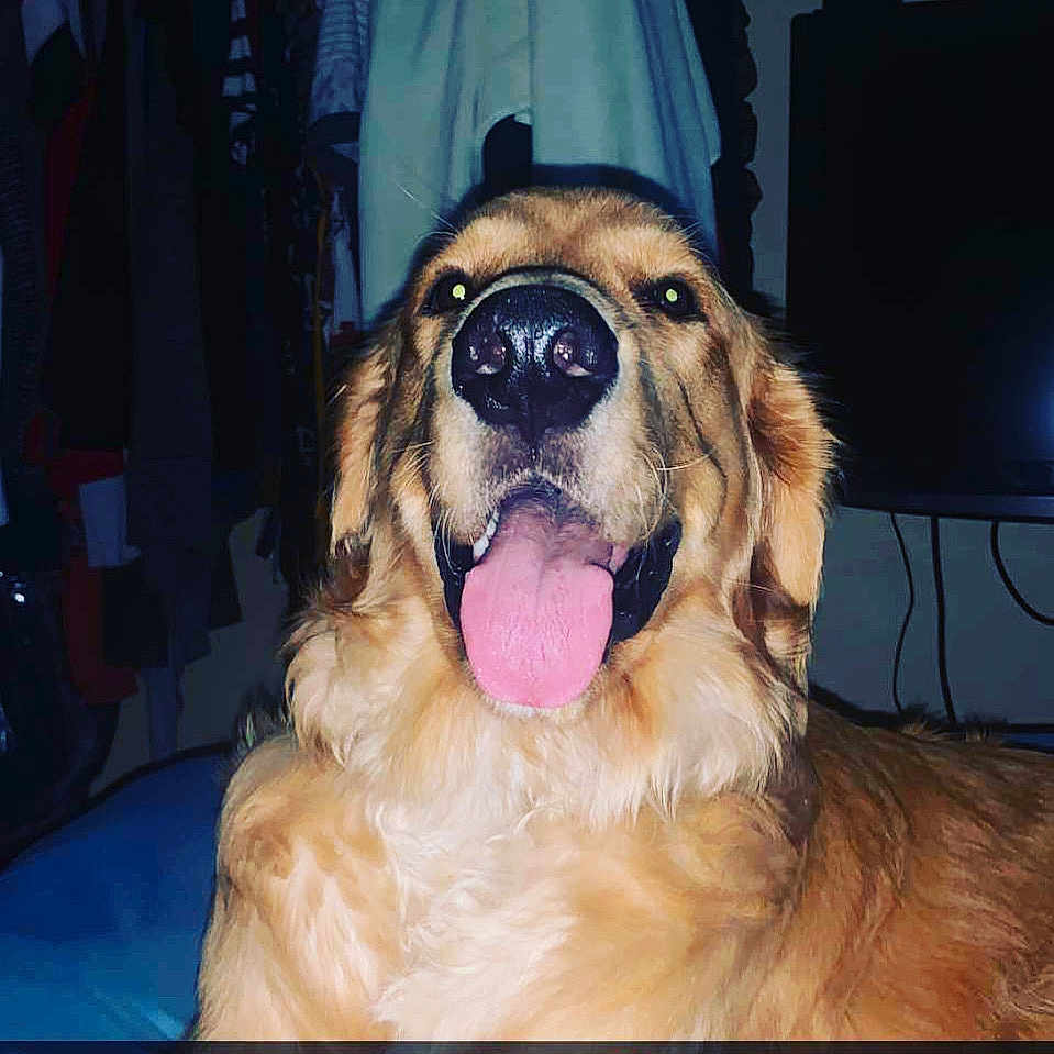 Simba Hernandez is registered to the contest to win money with this photo: animal, bed, blanket, canine, close_up, clothing, dog, domestic, ears, eyes, fur, golden_retriever, hanger, happy, indoor, nose, pet, room, television, tongue_out