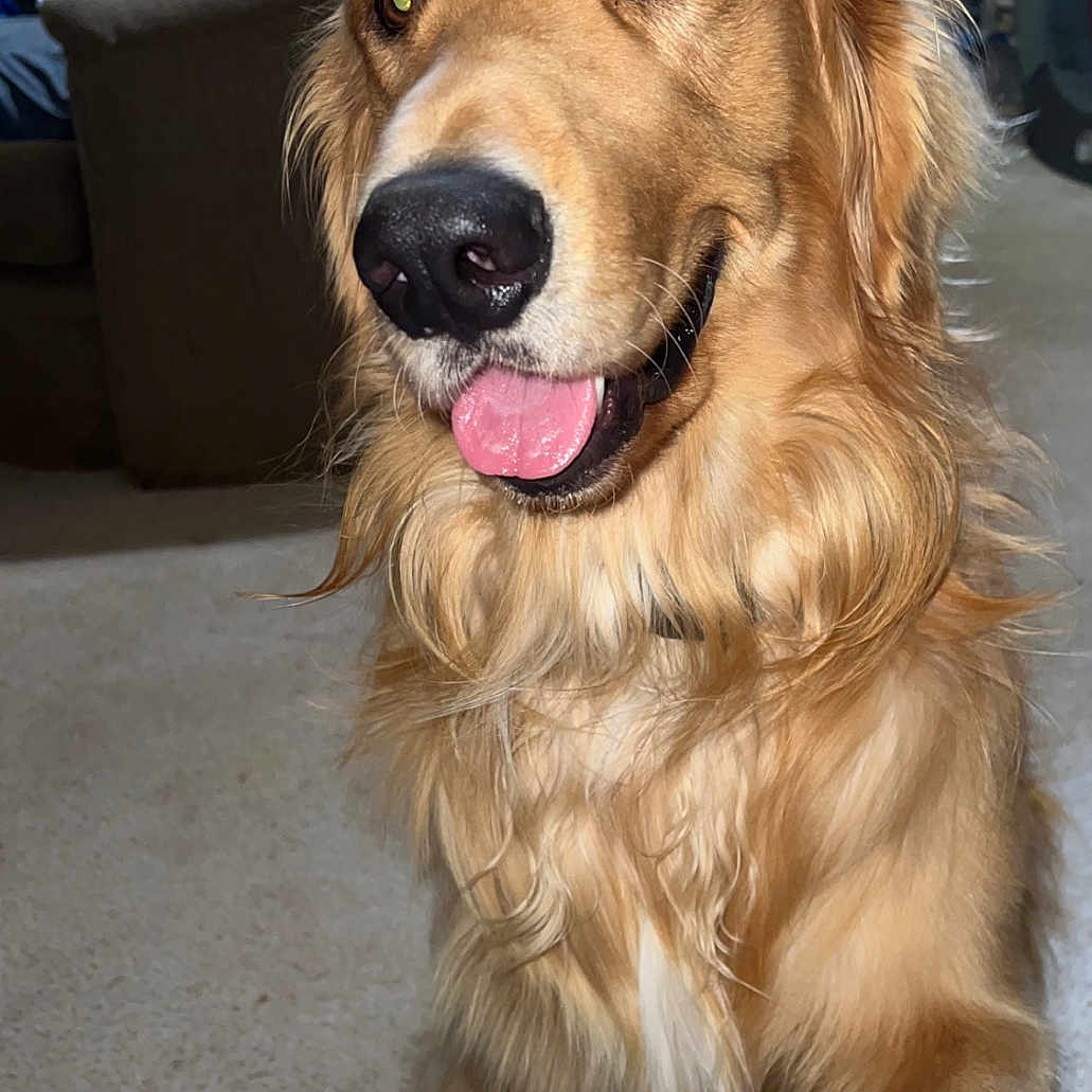 Simba