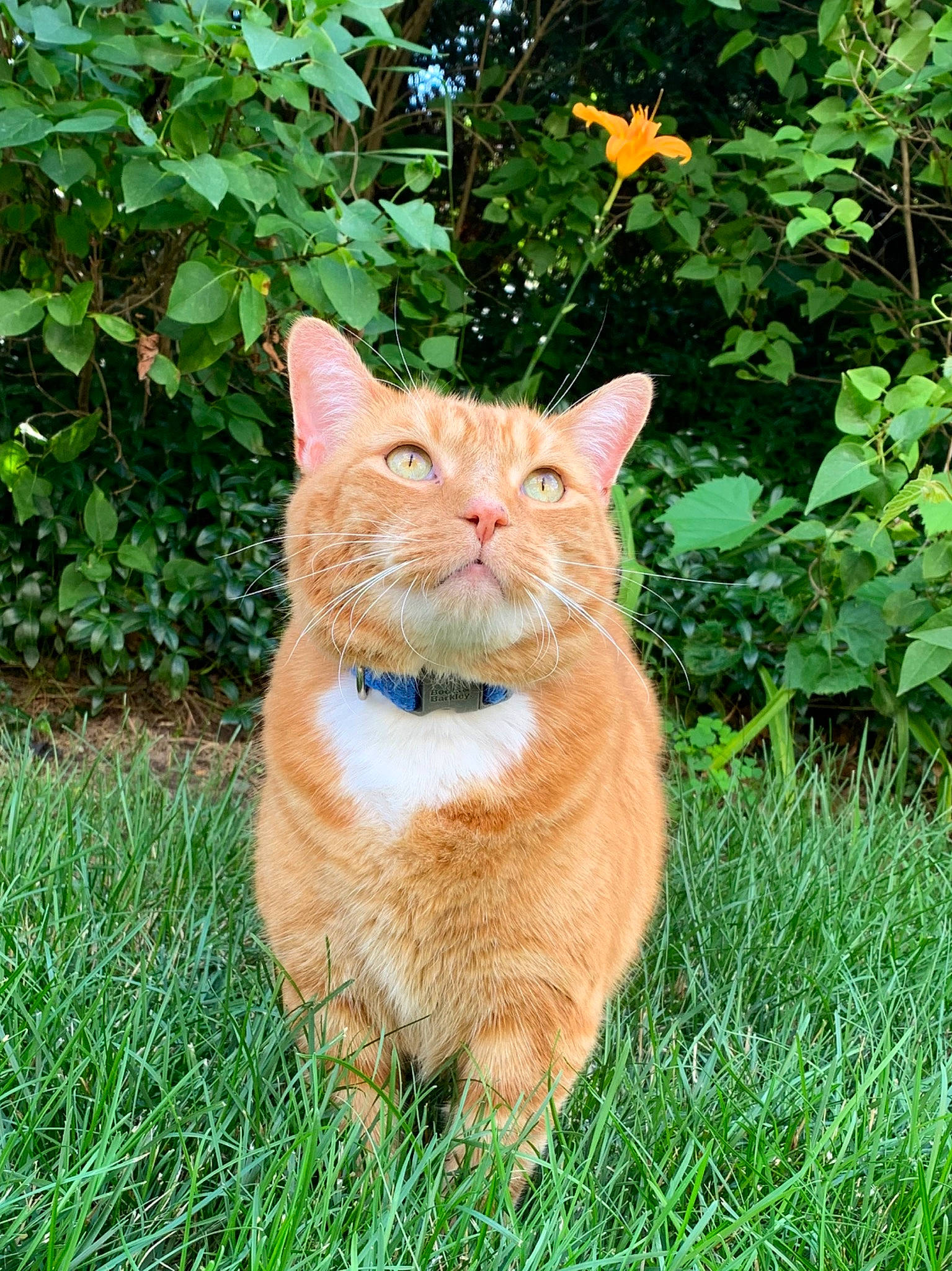 Elmer joined the competition — help win amazing prizes! art, carnivore, cat, domestic_short_haired_cat, fawn, felidae, fur, grass, groundcover, herb, plant, shrub, small_to_medium_sized_cats, snout, tail, terrestrial_animal, tree, whiskers, wildlife, wood