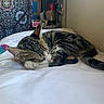 cat, tabby_cat, sleeping, bed, white_bed_sheet, indoor, curtain, patterned_curtain, lamp, decor, cozy, resting, feline, pet, domestic_animal, fur, whiskers, tail, calm, relaxation