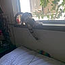 cat, windowsill, bed, toy, indoor, curious, stretching, leafy_plants, daylight, window, feline, pet, home, pillow, white_bedspread, animal, playful, room, furniture, domestic