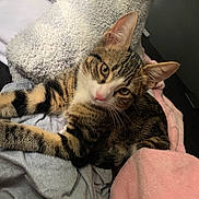 Papas joined the competition — help win amazing prizes! animal, blanket, cat, close_up, clothing, comfort, cute, ears, fabric, fur, indoor, laying_down, pet, pink_nose, relaxed, resting, soft, tabby_cat, texture, whiskers