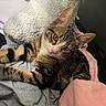 animal, blanket, cat, close_up, clothing, comfort, cute, ears, fabric, fur, indoor, laying_down, pet, pink_nose, relaxed, resting, soft, tabby_cat, texture, whiskers