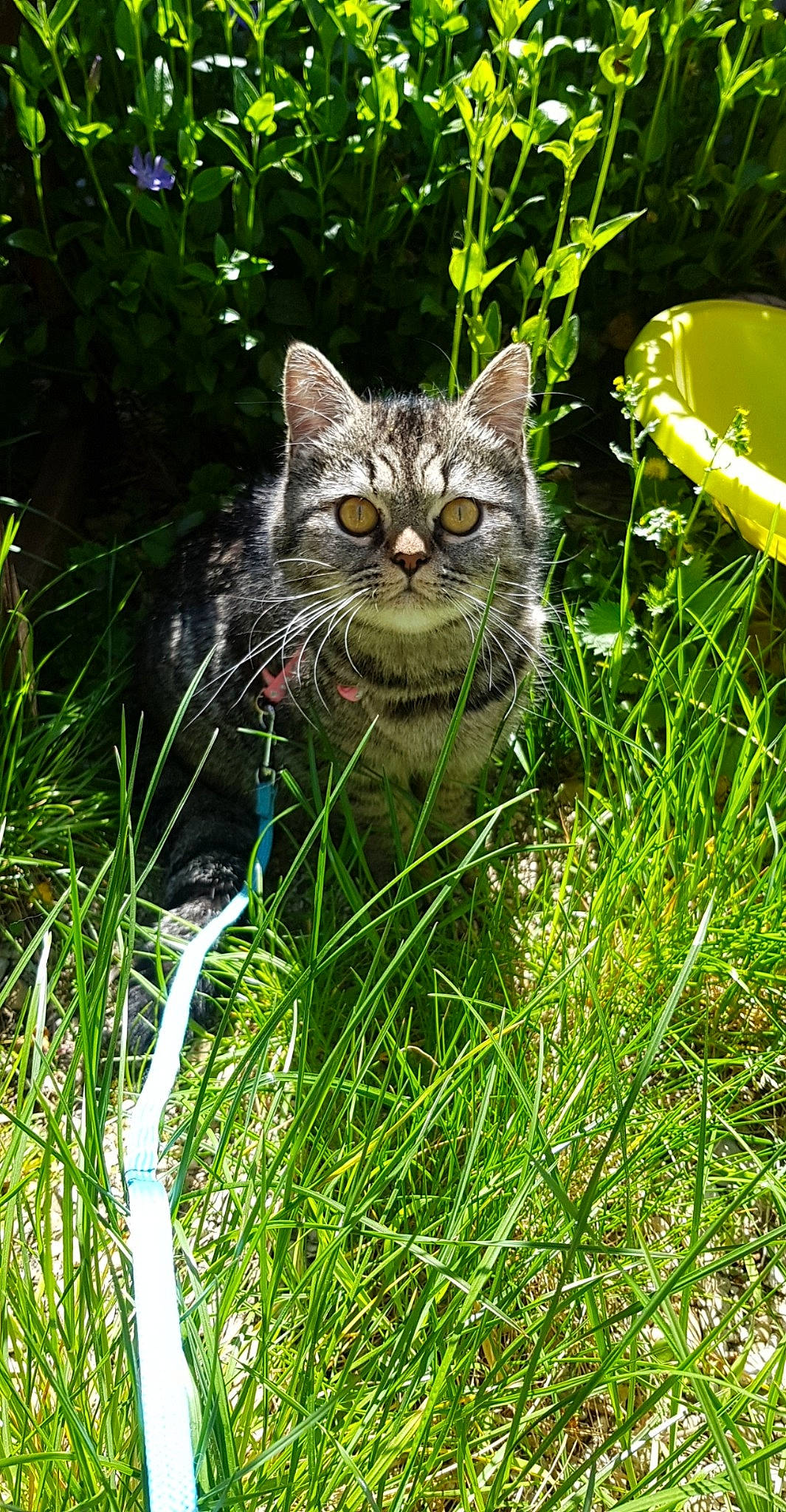 Lana participe au concours pour gagner de l'argent avec cette photo : asian, carnivore, cat, domestic_short_haired_cat, european_shorthair, felidae, grass, grass_family, mammal, plant, small_to_medium_sized_cats, tabby_cat, whiskers, wild_cat