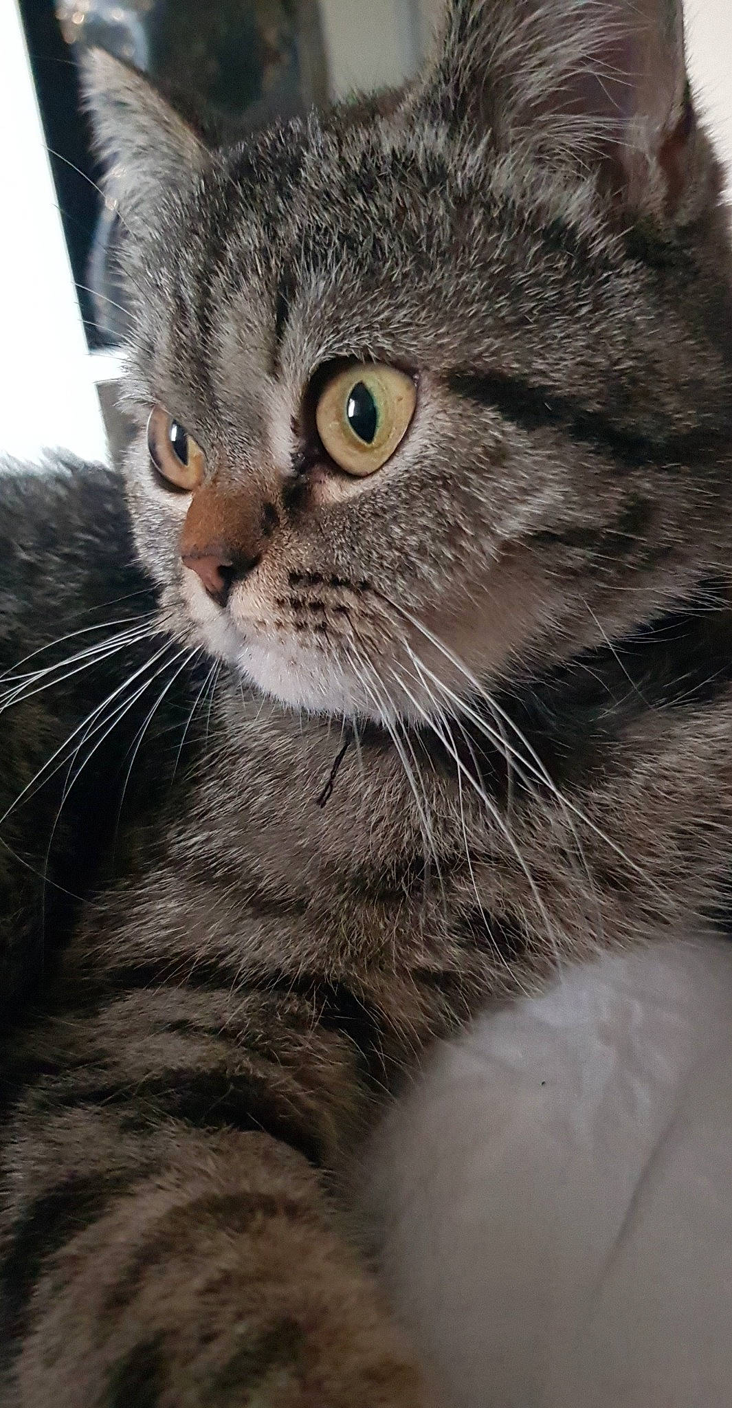 Lana participe au concours pour gagner de l'argent avec cette photo : american_shorthair, american_wirehair, asian, british_semi_longhair, carnivore, cat, close_up, domestic_short_haired_cat, dragon_li, european_shorthair, eye, felidae, fur, kitten, mammal, pixie_bob, small_to_medium_sized_cats, snout, tabby_cat, whiskers