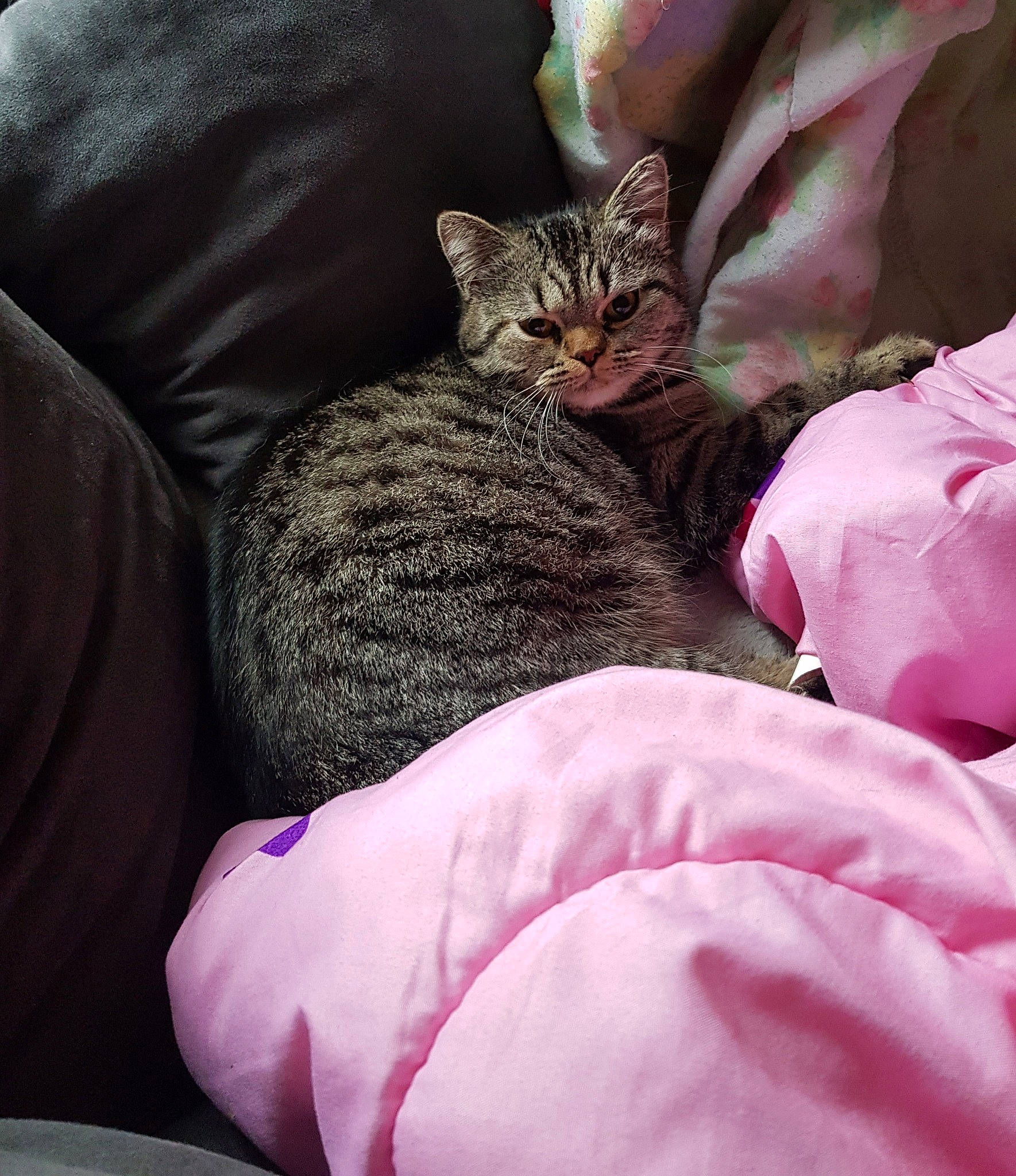 Lana a rejoint le concours — aidez-le/la à gagner de superbes lots ! american_shorthair, asian, carnivore, cat, domestic_short_haired_cat, dragon_li, egyptian_mau, european_shorthair, felidae, fur, kitten, linens, nap, ocicat, pink, sleep, small_to_medium_sized_cats, tabby_cat, textile, whiskers