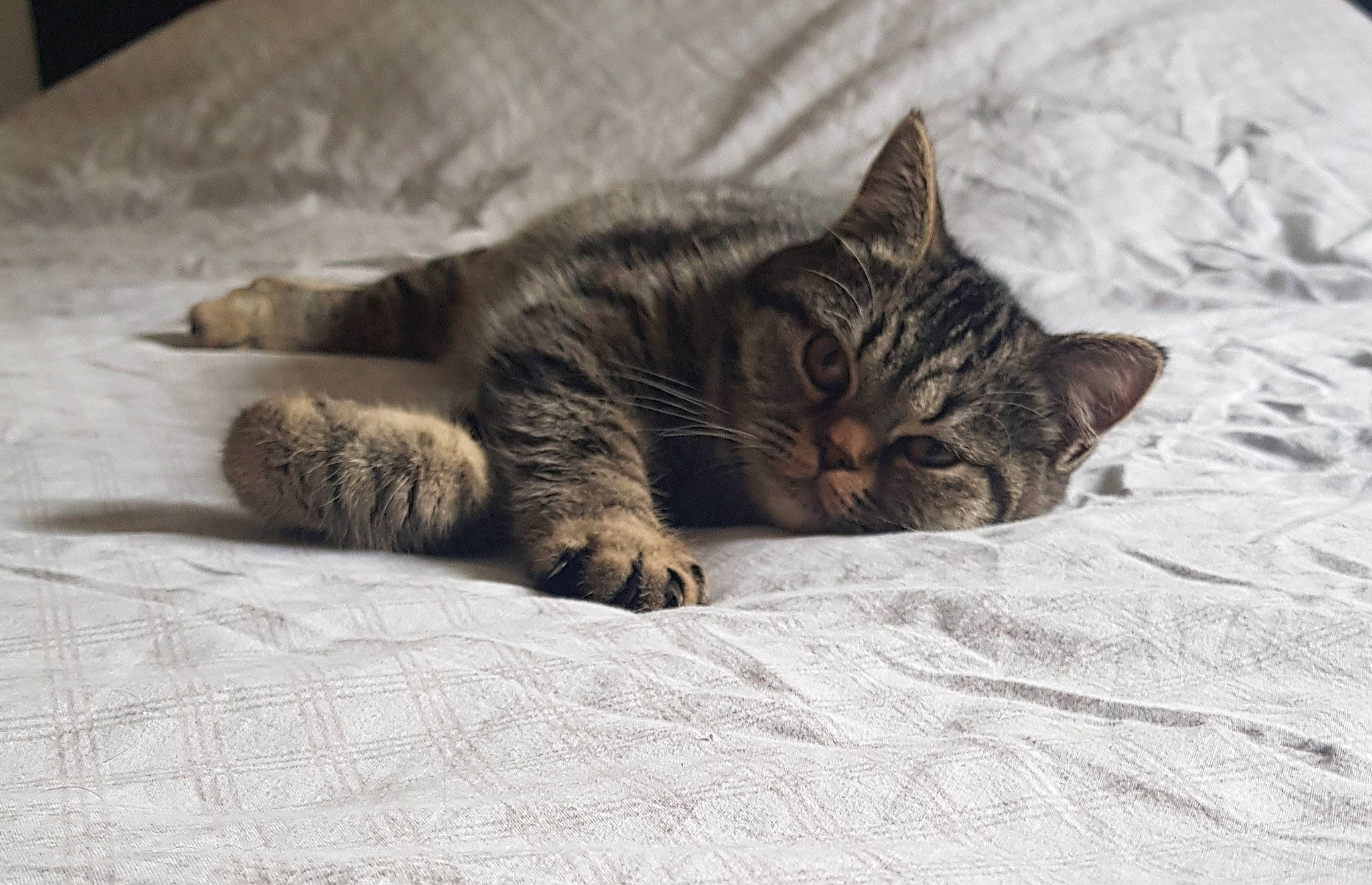 Lana a rejoint le concours — aidez-le/la à gagner de superbes lots ! american_shorthair, asian, bed, carnivore, cat, comfort, domestic_short_haired_cat, dragon_li, european_shorthair, felidae, fur, kitten, nap, paw, pixie_bob, sleep, small_to_medium_sized_cats, snout, tabby_cat, whiskers