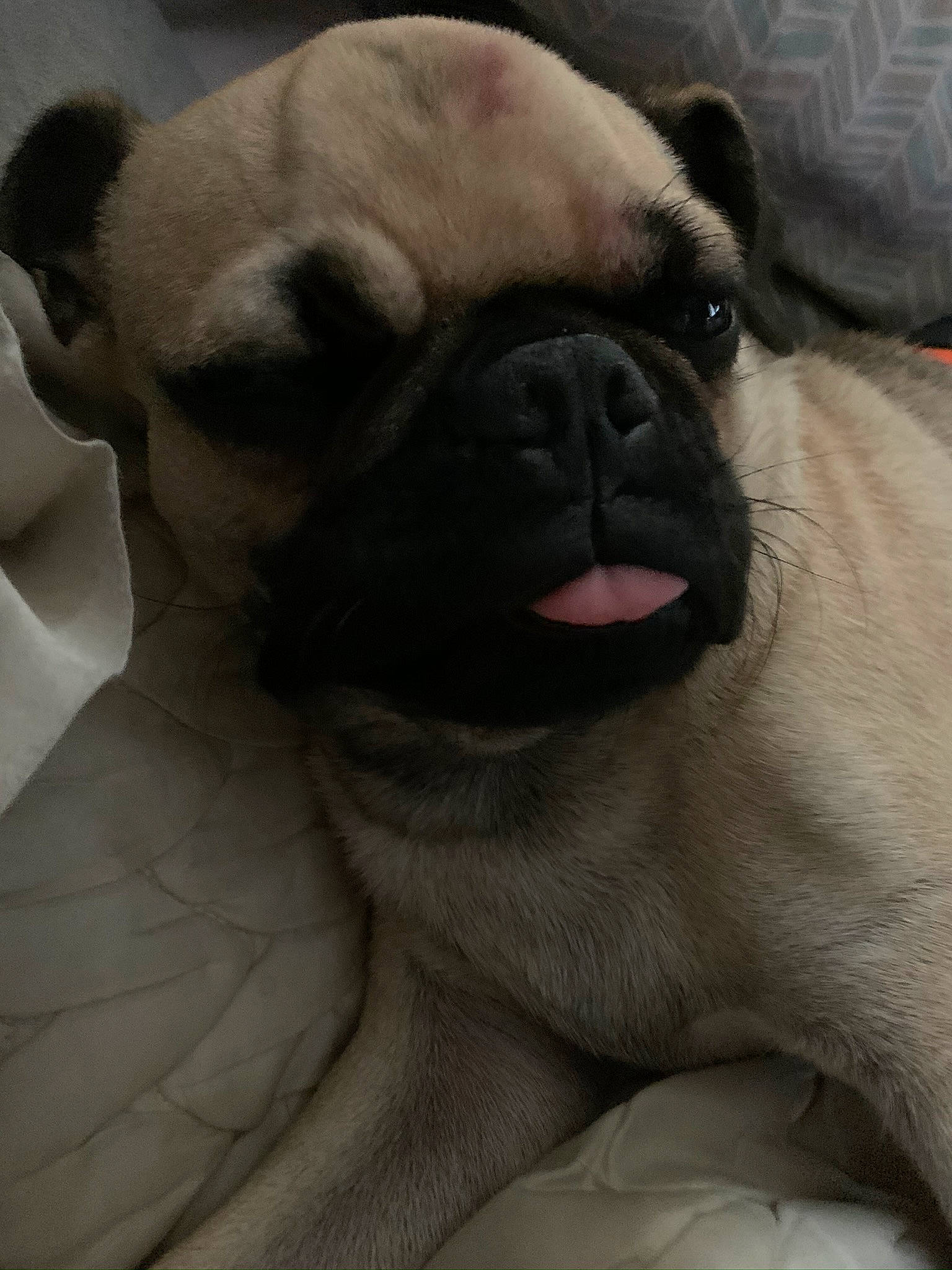 Moe joined the competition — help win amazing prizes! ancient_dog_breeds, canidae, carnivore, companion_dog, dog, dog_breed, fawn, mammal, nap, nose, pug, puppy, puppy_love, skin, snout, toy_dog, vertebrate, wrinkle