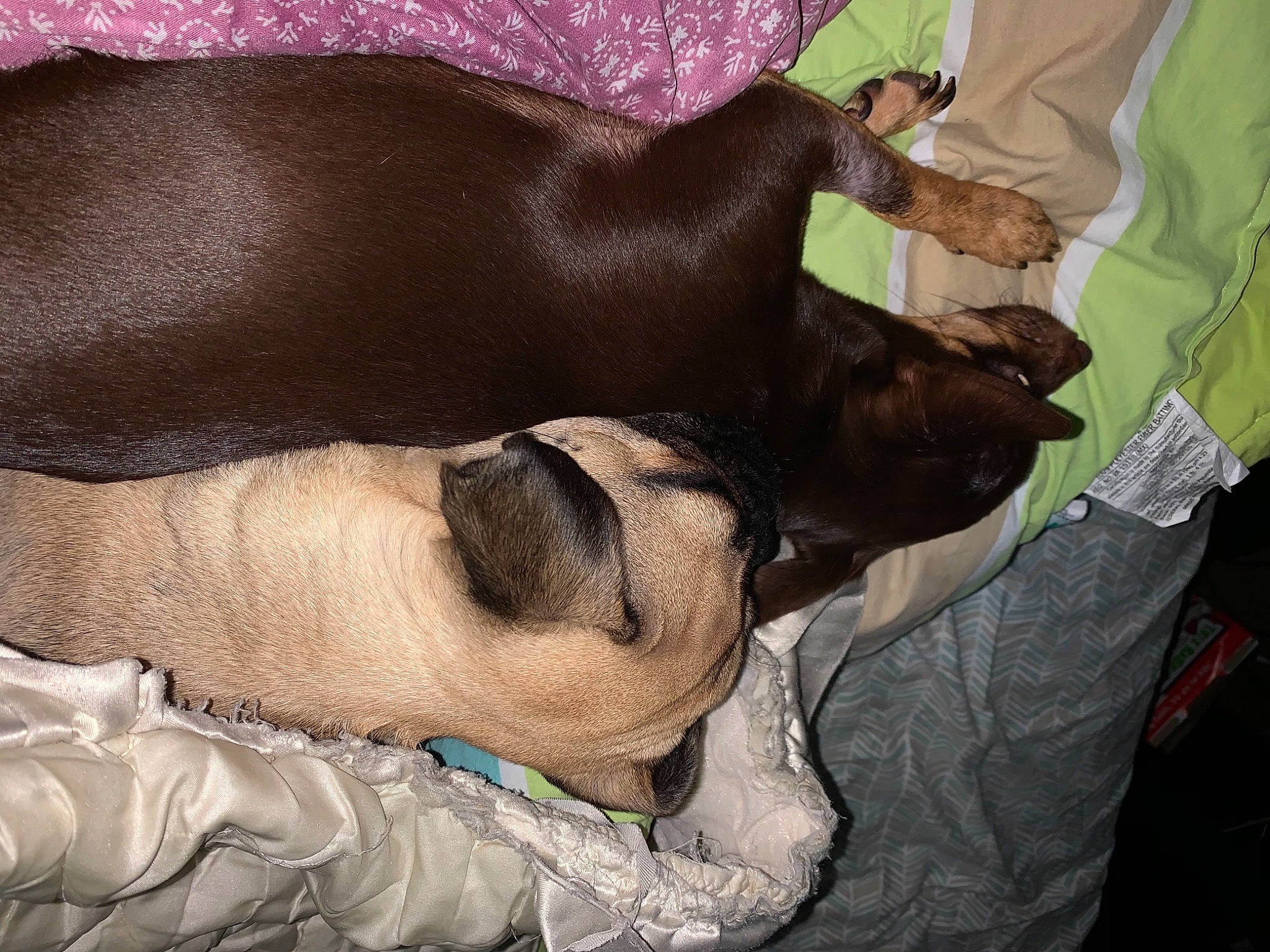 Moe joined the competition — help win amazing prizes! american_hairless_terrier, canidae, carnivore, companion_dog, dog, dog_breed, ear, fawn, miniature_pinscher, nap, non_sporting_group, peruvian_hairless_dog, puppy, puppy_love, sleep, snout, sporting_group, toy_dog