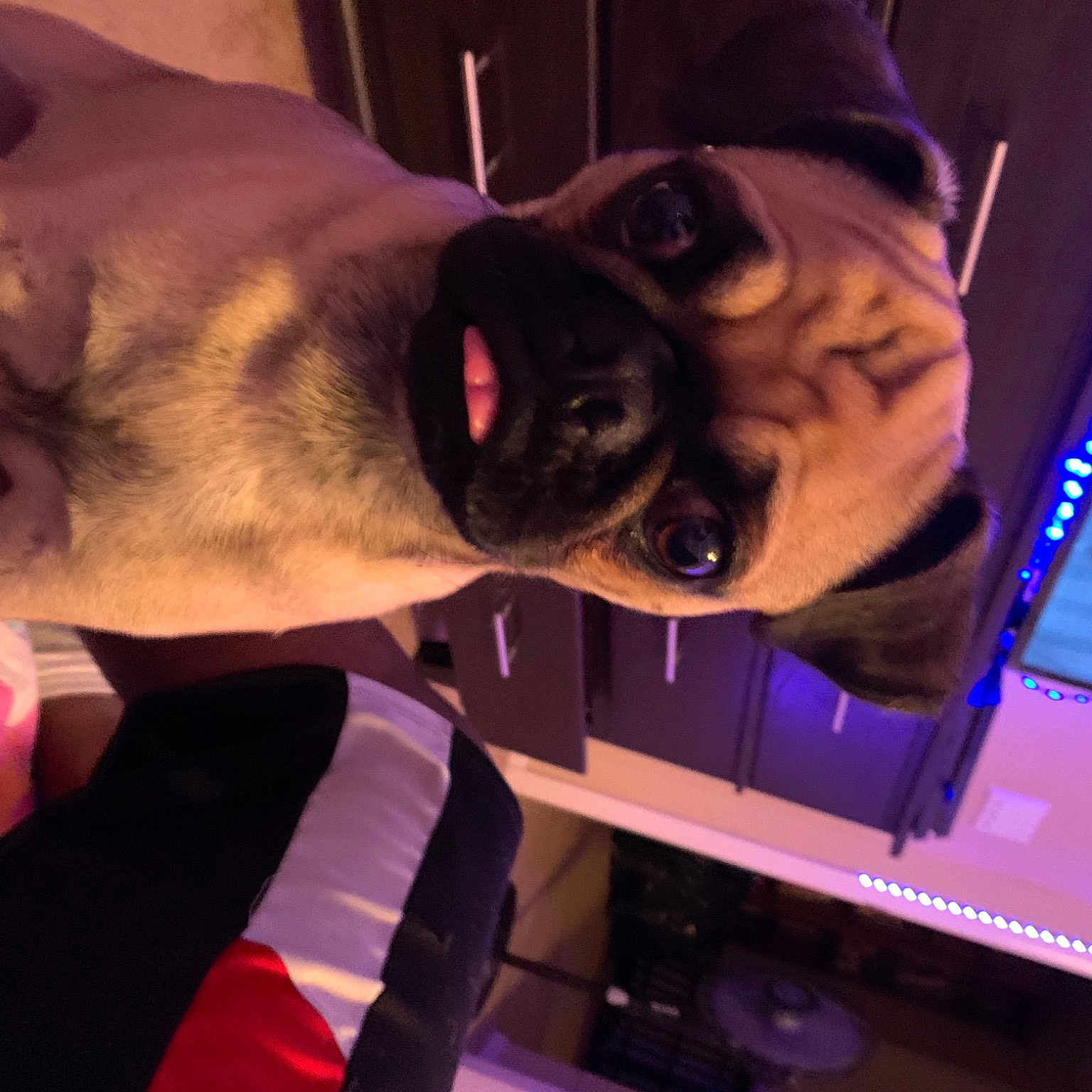 Moe joined the competition — help win amazing prizes! canidae, carnivore, dog, dog_breed, ear, fawn, non_sporting_group, pug, snout