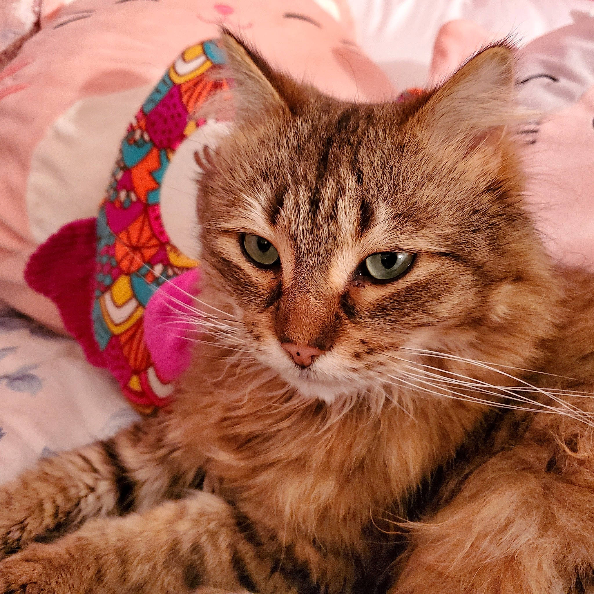 Bratt joined the competition — help win amazing prizes! carnivore, cat, claw, comfort, domestic_short_haired_cat, eye, fawn, felidae, fur, linens, paw, plant, small_to_medium_sized_cats, snout, tail, terrestrial_animal, tree, whiskers, wildlife