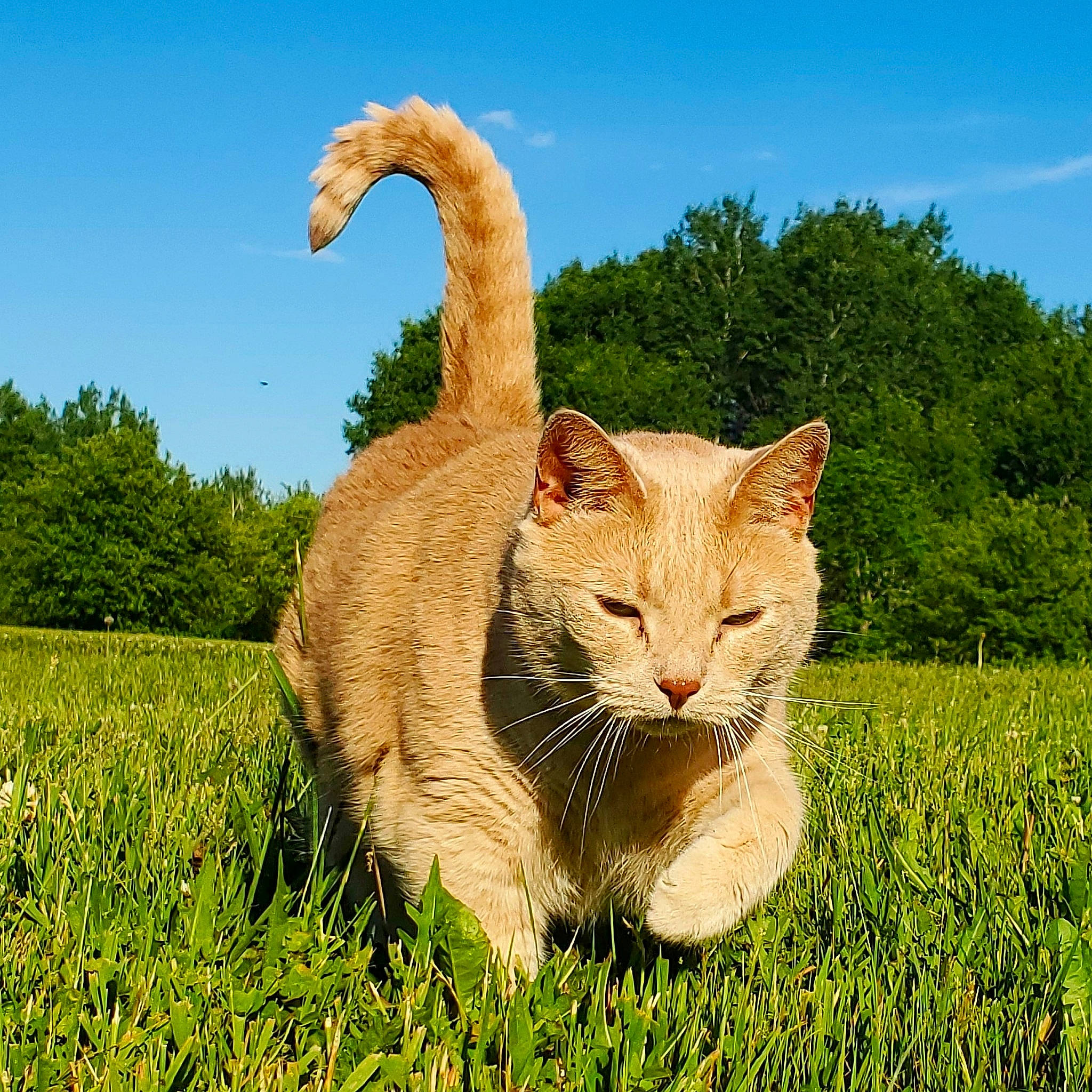 Neko joined the competition — help win amazing prizes! carnivore, cat, fawn, felidae, grass, grassland, groundcover, happy, meadow, natural_landscape, people_in_nature, plant, prairie, sky, small_to_medium_sized_cats, snout, tail, terrestrial_animal, tree, whiskers