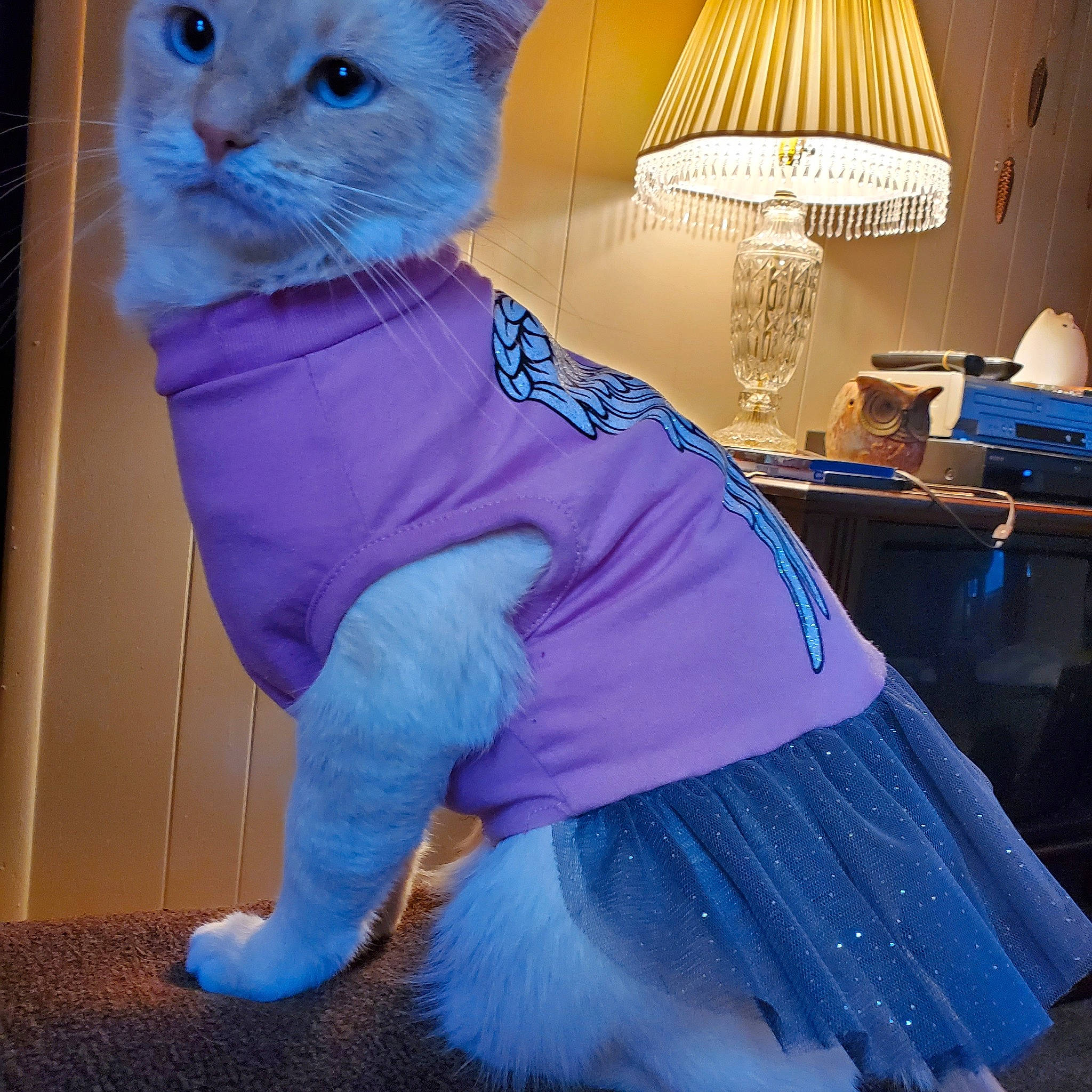 Winter is registered to the contest to win money with this photo: blue, carnivore, cat, domestic_short_haired_cat, electric_blue, fawn, felidae, fur, lamp, lampshade, light_fixture, magenta, pattern, pink, purple, sleeve, small_to_medium_sized_cats, tail, violet, whiskers