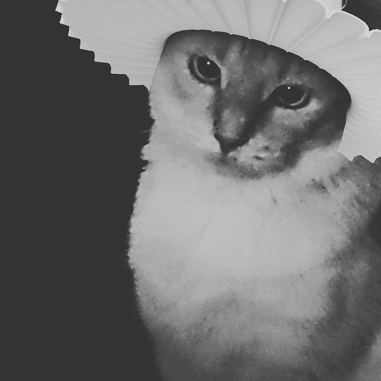 Winter joined the competition — help win amazing prizes! art, carnivore, cat, domestic_short_haired_cat, felidae, fur, monochrome, monochrome_photography, photo_caption, plant, small_to_medium_sized_cats, snout, still_life_photography, terrestrial_animal, whiskers