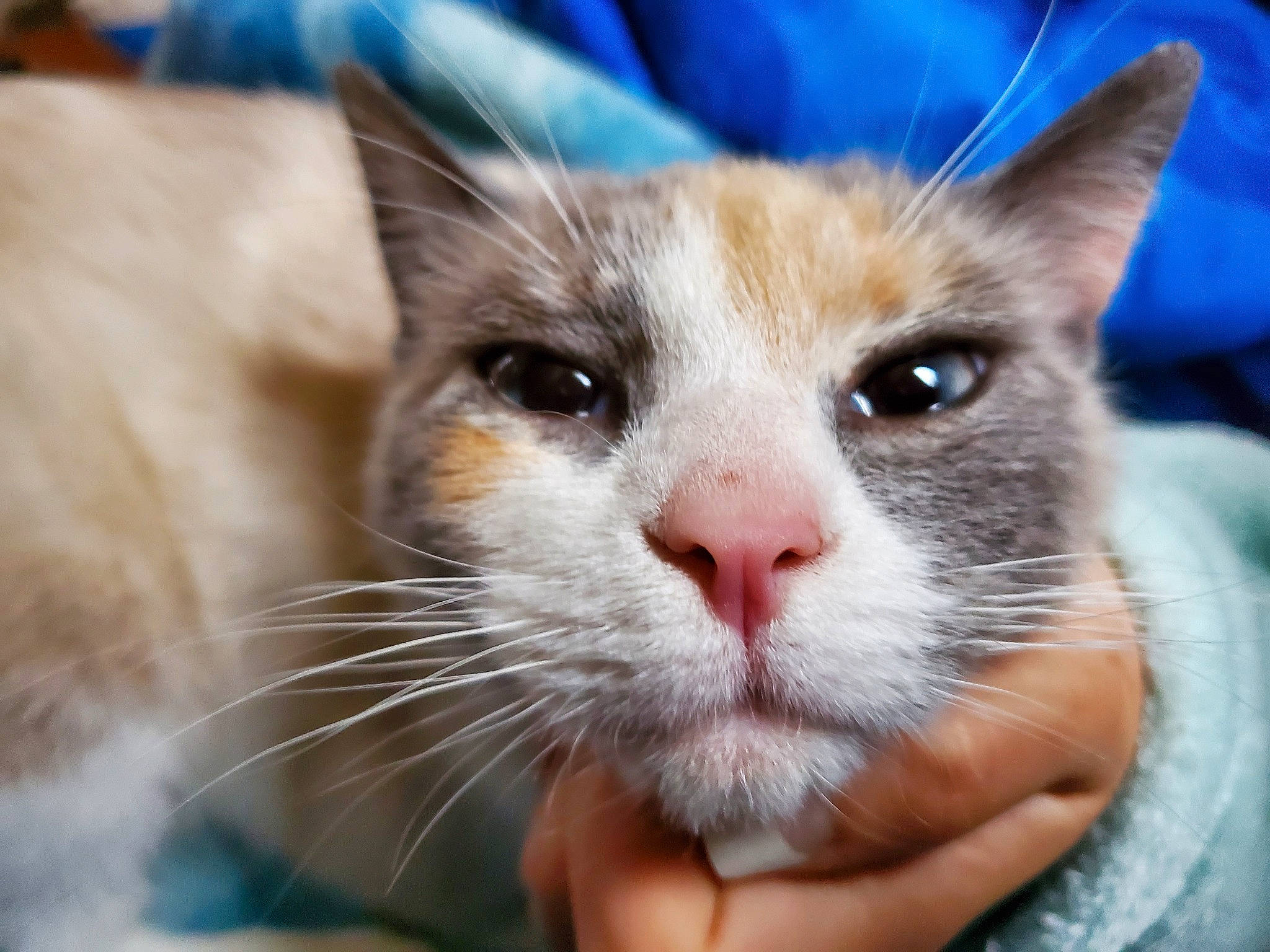 Jinxie is registered to the contest to win money with this photo: carnivore, cat, close_up, domestic_short_haired_cat, ear, electric_blue, fawn, felidae, fur, small_to_medium_sized_cats, snout, whiskers