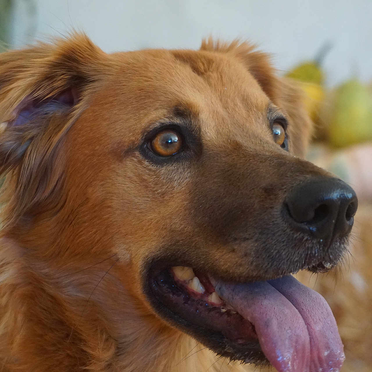 Andrew joined the competition — help win amazing prizes! animal, bodypart, canine, cockerspaniel, collie, dog, goldenretriever, hound, labradorretriever, mouth, person, pet, puppy, snout, tongue