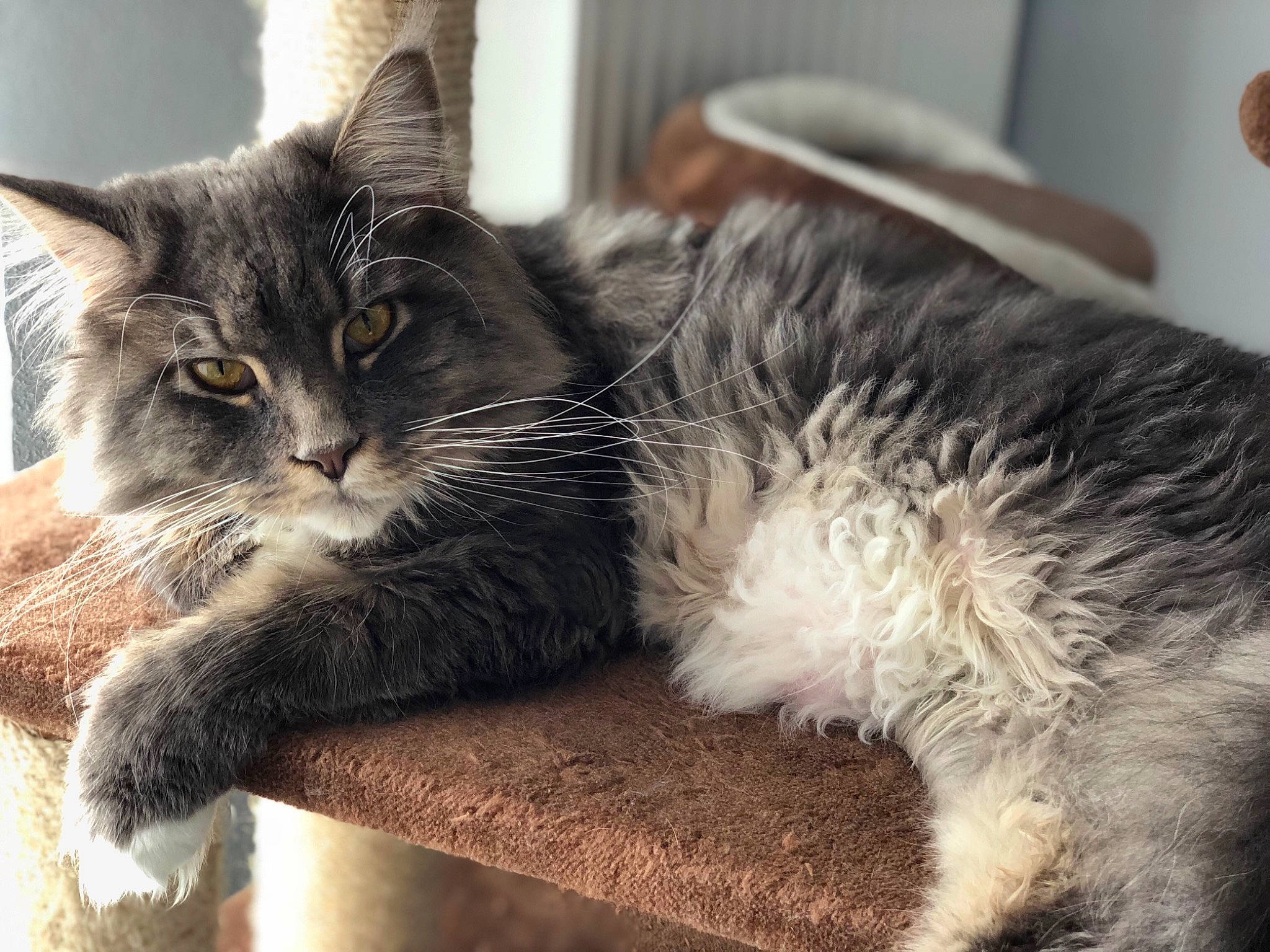 Millow a rejoint le concours — aidez-le/la à gagner de superbes lots ! asian, carnivore, cat, claw, domestic_long_haired_cat, domestic_short_haired_cat, ear, european_shorthair, felidae, fur, kitten, maine_coon, mammal, nebelung, norwegian_forest_cat, paw, polydactyl_cat, small_to_medium_sized_cats, tabby_cat, whiskers