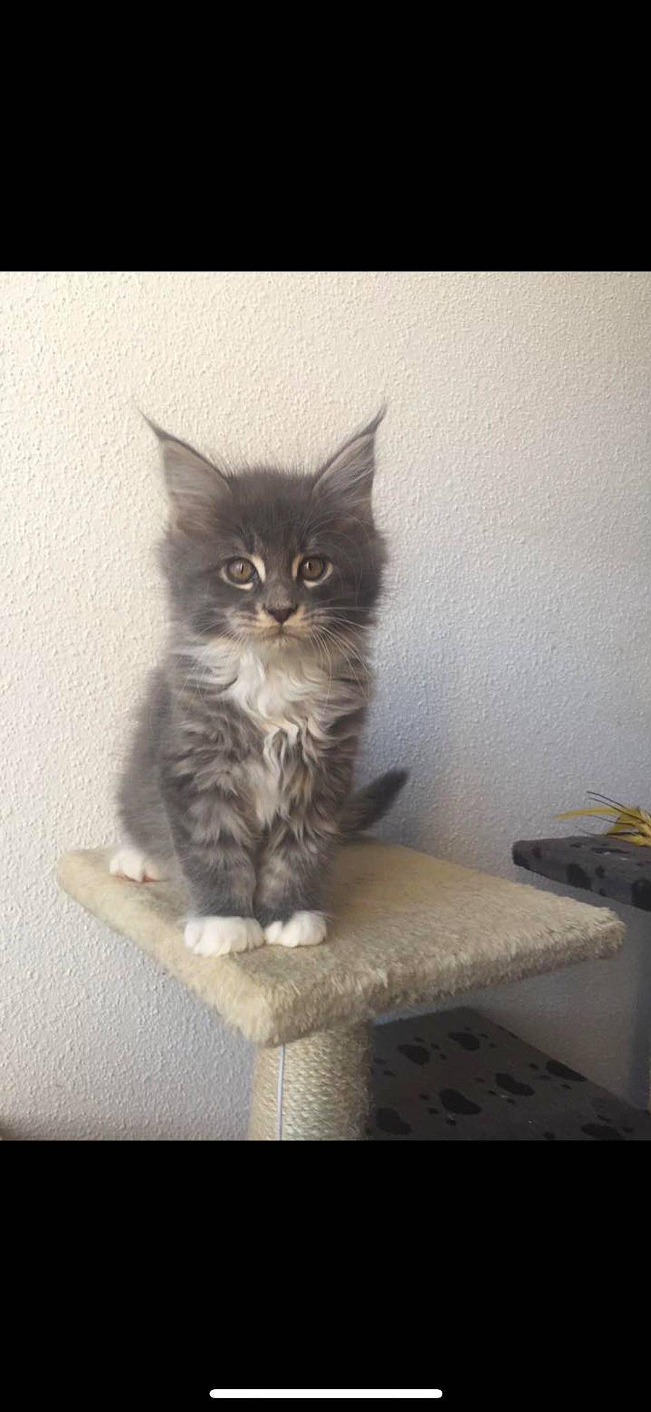 Millow participe au concours pour gagner de l'argent avec cette photo : asian, asian_semi_longhair, british_longhair, british_semi_longhair, carnivore, cat, domestic_long_haired_cat, domestic_short_haired_cat, european_shorthair, felidae, kitten, maine_coon, mammal, norwegian_forest_cat, polydactyl_cat, siberian, small_to_medium_sized_cats, tabby_cat, vertebrate, whiskers