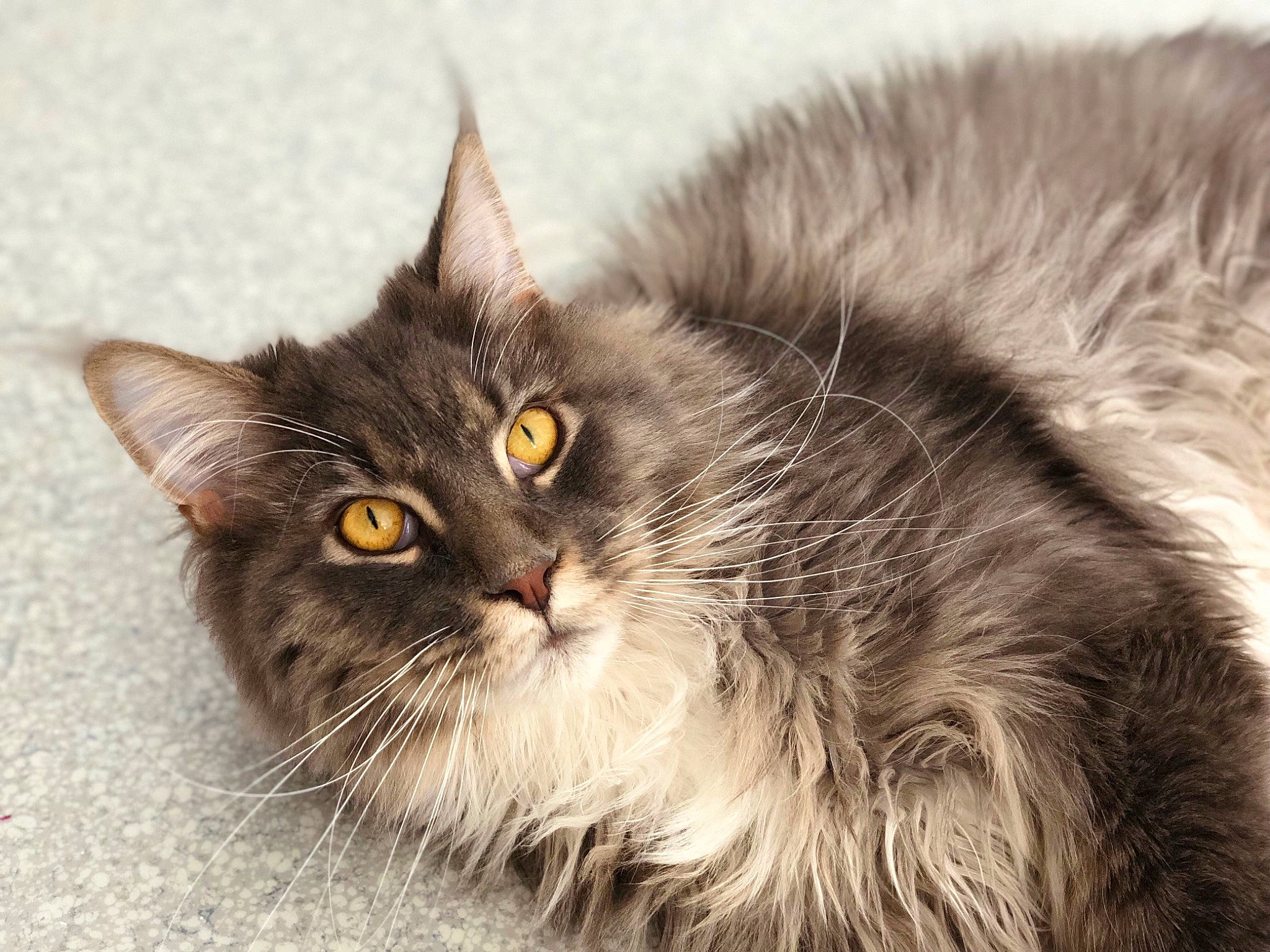 Millow participe au concours pour gagner de l'argent avec cette photo : asian_semi_longhair, british_semi_longhair, carnivore, cat, domestic_long_haired_cat, domestic_short_haired_cat, european_shorthair, eye, felidae, fur, maine_coon, mammal, nebelung, norwegian_forest_cat, ragamuffin, siberian, small_to_medium_sized_cats, snout, tabby_cat, whiskers