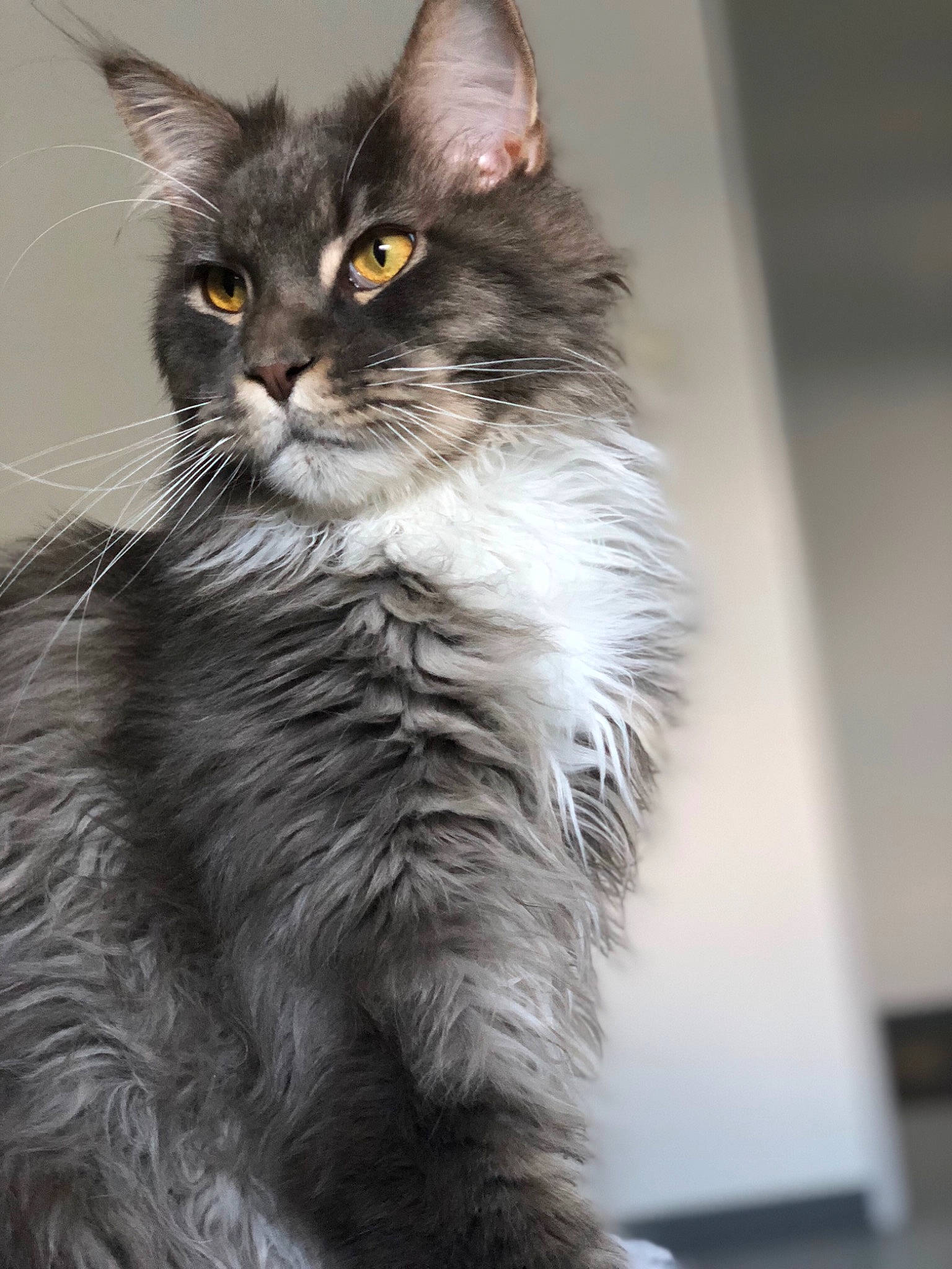 Millow a rejoint le concours — aidez-le/la à gagner de superbes lots ! asian_semi_longhair, british_semi_longhair, carnivore, cat, domestic_long_haired_cat, felidae, kitten, maine_coon, mammal, nebelung, norwegian_forest_cat, oriental_longhair, ragamuffin, siberian, small_to_medium_sized_cats, turkish_angora, vertebrate, whiskers