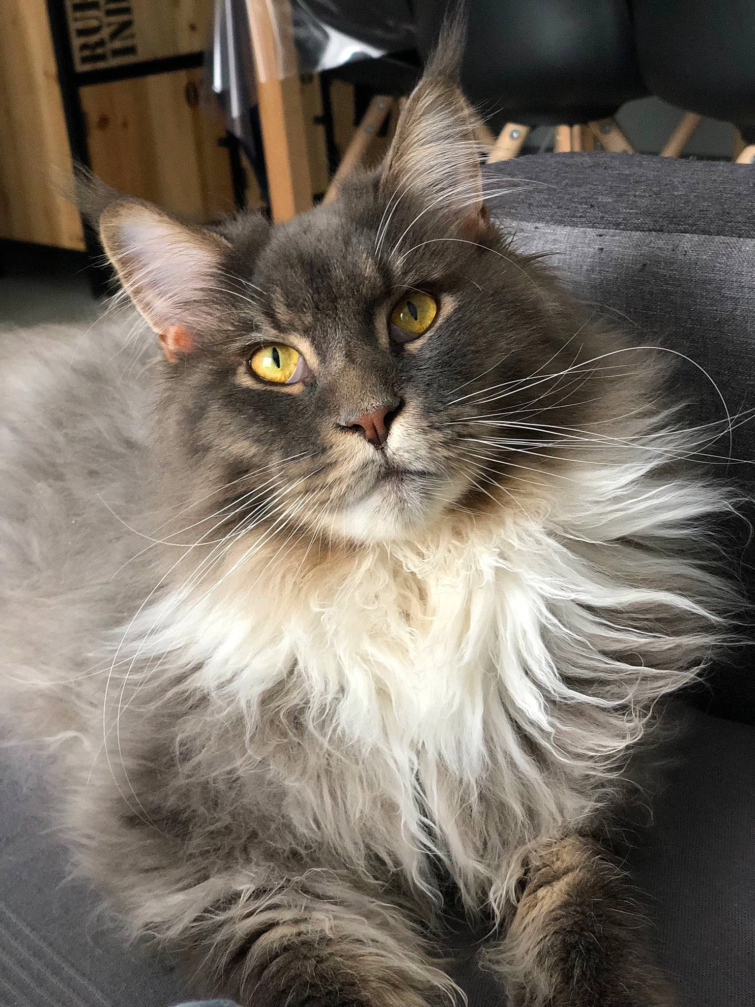 Millow a rejoint le concours — aidez-le/la à gagner de superbes lots ! asian_semi_longhair, british_longhair, british_semi_longhair, carnivore, cat, domestic_long_haired_cat, felidae, maine_coon, mammal, norwegian_forest_cat, ragamuffin, siberian, small_to_medium_sized_cats, vertebrate, whiskers