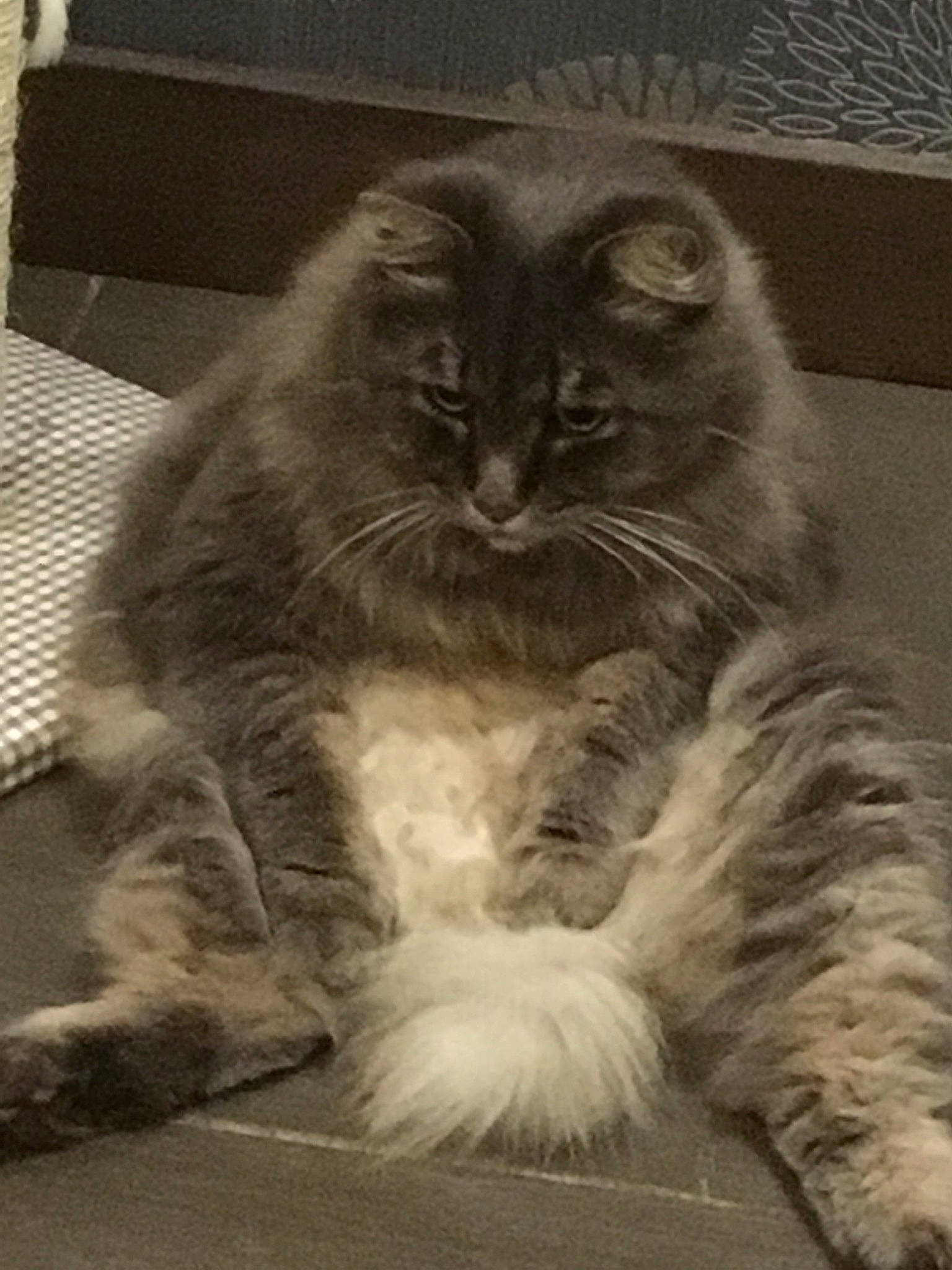 Grisou participe au concours pour gagner de l'argent avec cette photo : american_curl, asian_semi_longhair, black_and_white, british_semi_longhair, carnivore, cat, domestic_long_haired_cat, felidae, fur, kitten, maine_coon, mammal, nebelung, norwegian_forest_cat, ragamuffin, siberian, small_to_medium_sized_cats, tabby_cat, whiskers