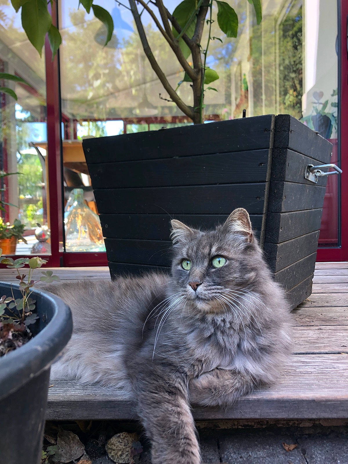 Grisou a rejoint le concours — aidez-le/la à gagner de superbes lots ! asian, british_semi_longhair, carnivore, cat, domestic_long_haired_cat, domestic_short_haired_cat, european_shorthair, felidae, home, maine_coon, nebelung, norwegian_forest_cat, plant, polydactyl_cat, small_to_medium_sized_cats, tabby_cat, tree, whiskers, wild_cat, window