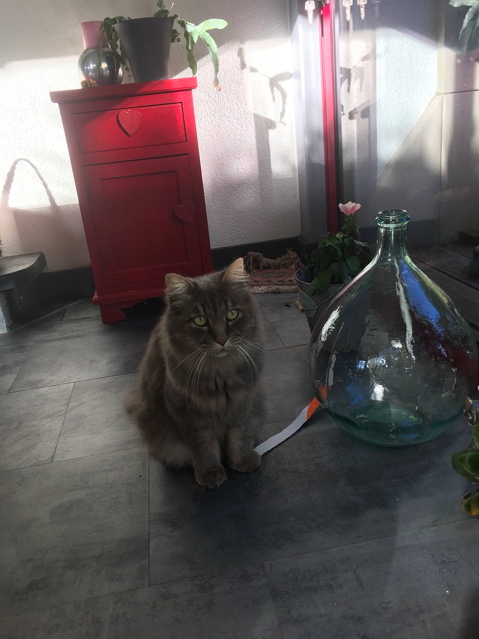 Grisou a rejoint le concours — aidez-le/la à gagner de superbes lots ! british_semi_longhair, carnivore, cat, domestic_long_haired_cat, domestic_short_haired_cat, fawn, felidae, norwegian_forest_cat, persian, small_to_medium_sized_cats, whiskers