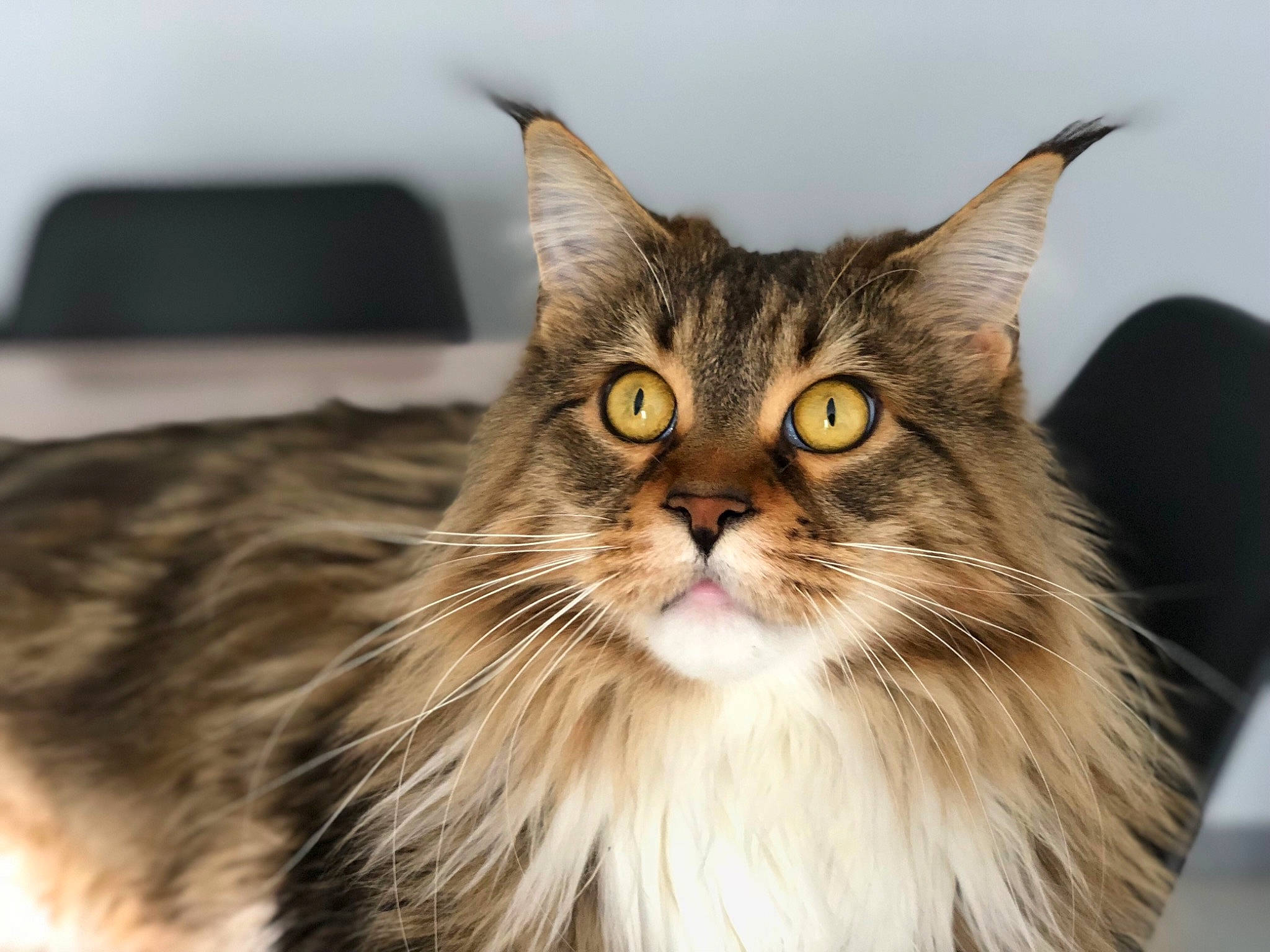 Joyce participe au concours pour gagner de l'argent avec cette photo : asian_semi_longhair, british_semi_longhair, carnivore, cat, domestic_long_haired_cat, felidae, fur, maine_coon, mammal, norwegian_forest_cat, ragamuffin, siberian, small_to_medium_sized_cats, tabby_cat, vertebrate, whiskers
