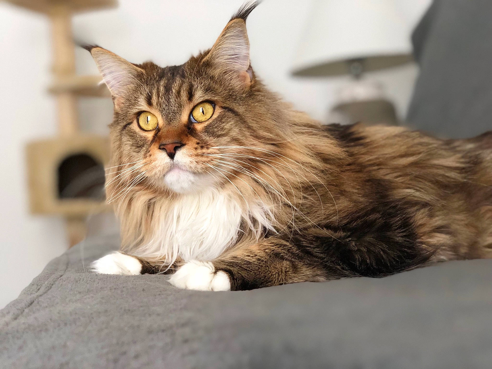 Joyce participe au concours pour gagner de l'argent avec cette photo : aegean_cat, asian, asian_semi_longhair, british_semi_longhair, carnivore, cat, domestic_long_haired_cat, dragon_li, european_shorthair, felidae, kitten, maine_coon, mammal, norwegian_forest_cat, ragamuffin, siberian, small_to_medium_sized_cats, tabby_cat, vertebrate, whiskers